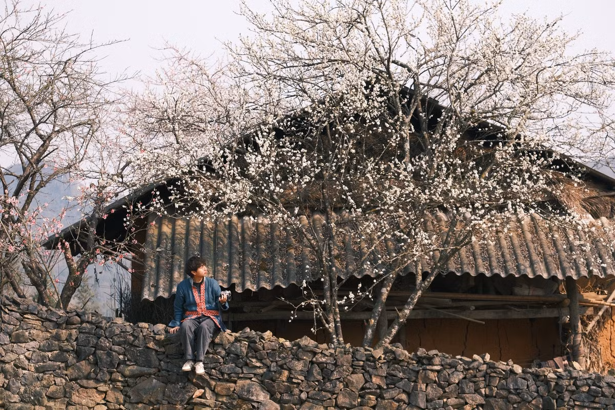 Khi xuân về trên cao nguyên đá, bản Lao Xa (xã Sà Phìn, tỉnh Tuyên Quang) khoác lên mình tấm áo dịu dàng của hoa nở. Giữa núi non trùng điệp, sắc trắng tinh khôi của hoa mận, hoa lê xen lẫn sắc hồng của đào rừng khiến ngôi làng nhỏ trở nên thơ mộng, bình yên như một bức tranh miền sơn cước.