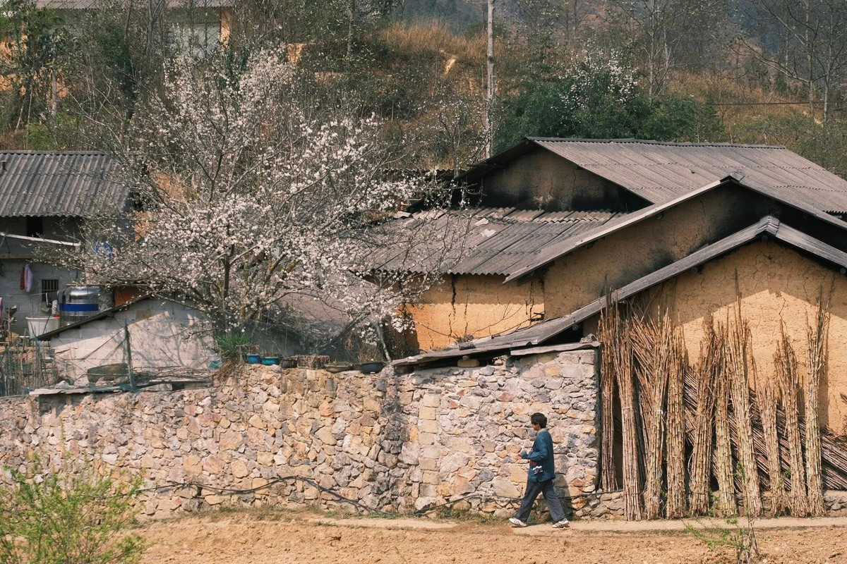 Thời điểm đẹp nhất để ghé Lao Xa là từ cuối đông sang đầu xuân, khi những cây mận, lê già đồng loạt bung nở. Hoa nở không thành từng vạt lớn mà len lỏi khắp bản làng, trên bờ rào đá, bên hiên nhà, dọc con đường nhỏ uốn quanh sườn núi.
