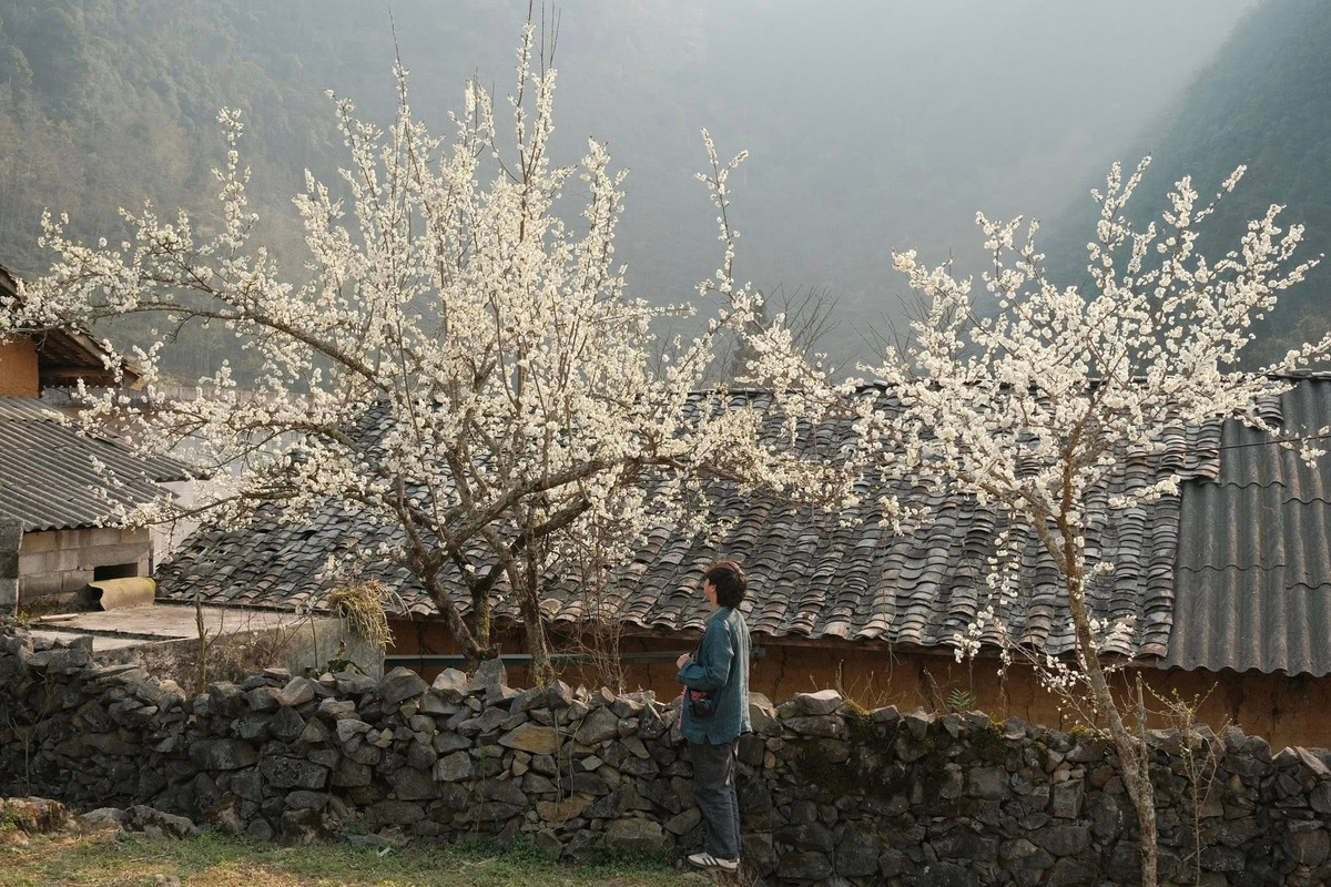 Giữa nhịp sống ngày càng vội vã, Lao Xa mang đến một khoảng lặng hiếm hoi cho những ai muốn tìm về thiên nhiên và sự bình yên. Không quá ồn ào dịch vụ du lịch, không đông đúc náo nhiệt, bản làng vẫn giữ nguyên vẻ đẹp nguyên bản. Chỉ cần ngồi bên bờ rào đá, lắng nghe tiếng gió thổi qua triền núi và ngắm hoa nở trước hiên nhà, du khách đã có thể cảm nhận trọn vẹn mùa xuân nơi miền đá nở hoa.