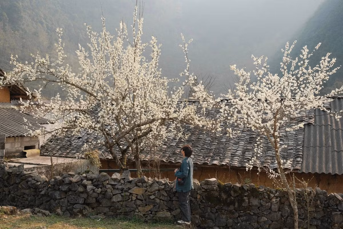 Giữa nhịp sống ngày càng vội vã, Lao Xa mang đến một khoảng lặng hiếm hoi cho những ai muốn tìm về thiên nhiên và sự bình yên. Không quá ồn ào dịch vụ du lịch, không đông đúc náo nhiệt, bản làng vẫn giữ nguyên vẻ đẹp nguyên bản. Chỉ cần ngồi bên bờ rào đá, lắng nghe tiếng gió thổi qua triền núi và ngắm hoa nở trước hiên nhà, du khách đã có thể cảm nhận trọn vẹn mùa xuân nơi miền đá nở hoa.