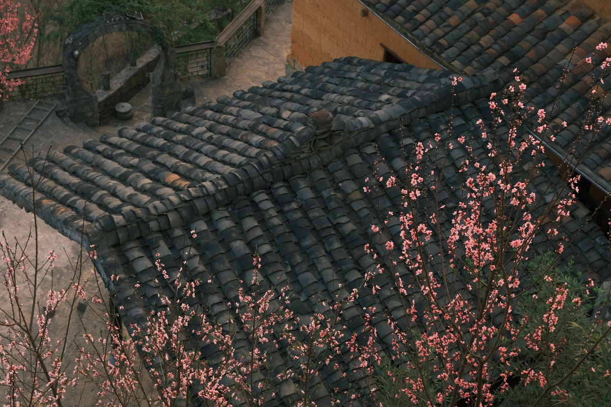 Buổi sớm ở Lao Xa mang một nét quyến rũ rất riêng. Làn sương mỏng còn vương trên mái nhà, ánh nắng len qua tán hoa tạo nên những mảng sáng dịu dàng. Những bức tường đất vàng ấm, mái ngói phủ rêu và hàng rào đá cổ kính càng làm nổi bật vẻ đẹp đặc trưng của bản làng vùng cao. Chỉ cần dạo bước chậm rãi qua những con đường nhỏ, du khách đã có thể cảm nhận trọn vẹn hơi thở mùa xuân nơi miền sơn cước.