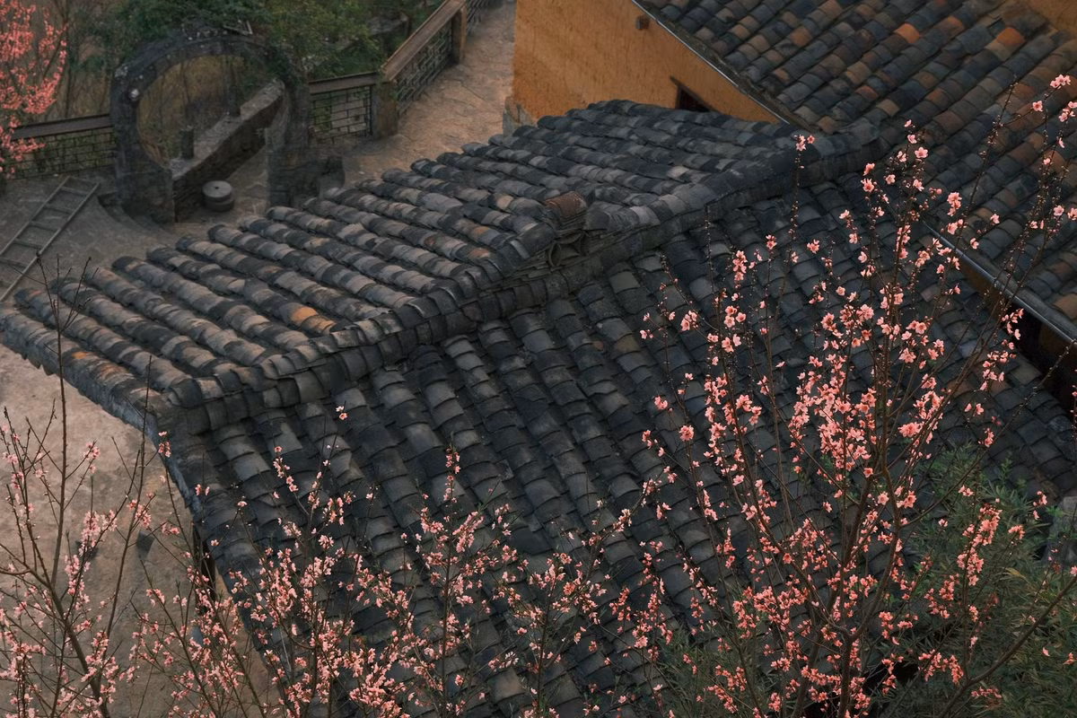 Buổi sớm ở Lao Xa mang một nét quyến rũ rất riêng. Làn sương mỏng còn vương trên mái nhà, ánh nắng len qua tán hoa tạo nên những mảng sáng dịu dàng. Những bức tường đất vàng ấm, mái ngói phủ rêu và hàng rào đá cổ kính càng làm nổi bật vẻ đẹp đặc trưng của bản làng vùng cao. Chỉ cần dạo bước chậm rãi qua những con đường nhỏ, du khách đã có thể cảm nhận trọn vẹn hơi thở mùa xuân nơi miền sơn cước.