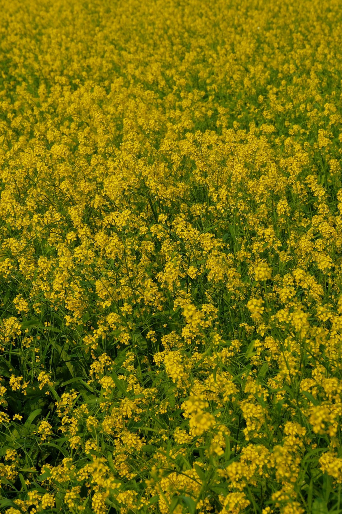 Khi hoa lên đỉnh nở, từng bông vàng chen nhau khoe sắc dưới ánh nắng nhẹ, hòa cùng gió sông thổi mát rượi. Bất kỳ ai đặt chân tới đều dễ dàng bắt gặp nụ cười của du khách – từ nhóm bạn trẻ mê chụp ảnh, các cặp đôi muốn lưu lại khoảnh khắc lãng mạn, đến những gia đình chọn nơi đây làm điểm “đổi gió” cuối tuần. Khung cảnh vàng trải dài giữa nền trời xanh và mặt nước phản chiếu tạo nên cảm giác thư thái đặc biệt: vừa gần gũi, vừa mới lạ. Ảnh Tuyên Parafu