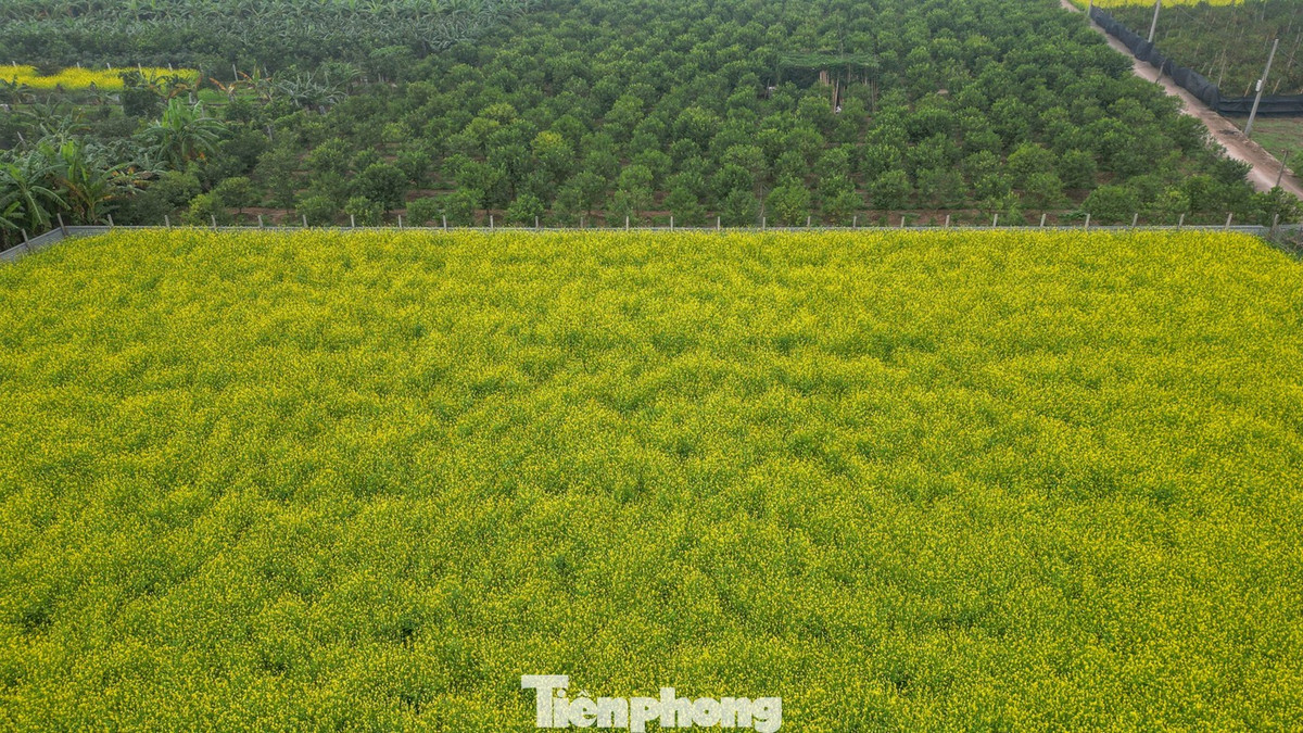 Thời điểm đẹp nhất để chiêm ngưỡng mùa hoa là khi nắng lên nhẹ, đặc biệt vào khoảng 9h – 10h sáng hoặc chiều 15h – 16h. Đây là lúc ánh sáng lý tưởng, giúp tôn sắc vàng rực rỡ của hoa cải và tạo điều kiện chụp hình dễ dàng. Ảnh Báo Tiền Phong