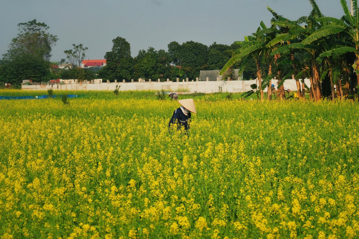 Đáng chú ý, khu vực tham quan mở cửa miễn phí. Du khách có thể thoải mái dạo chơi và chụp ảnh, miễn là không giẫm đạp lên luống hoa hay bẻ cành. Người dân địa phương vẫn canh tác ở đây, nên việc giữ gìn cảnh quan bên cạnh tôn trọng không gian lao động là điều cần thiết để mùa hoa được duy trì lâu dài. Ảnh Tuyên Parafu