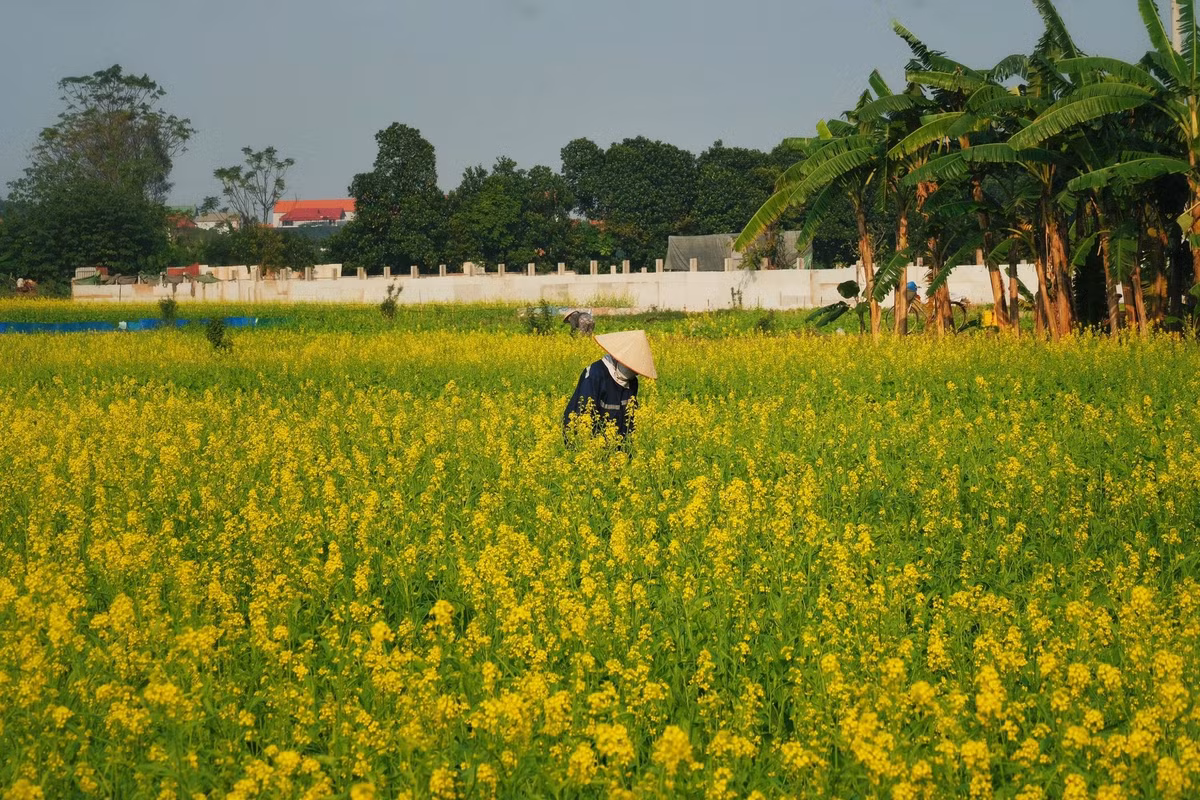 Đáng chú ý, khu vực tham quan mở cửa miễn phí. Du khách có thể thoải mái dạo chơi và chụp ảnh, miễn là không giẫm đạp lên luống hoa hay bẻ cành. Người dân địa phương vẫn canh tác ở đây, nên việc giữ gìn cảnh quan bên cạnh tôn trọng không gian lao động là điều cần thiết để mùa hoa được duy trì lâu dài. Ảnh Tuyên Parafu