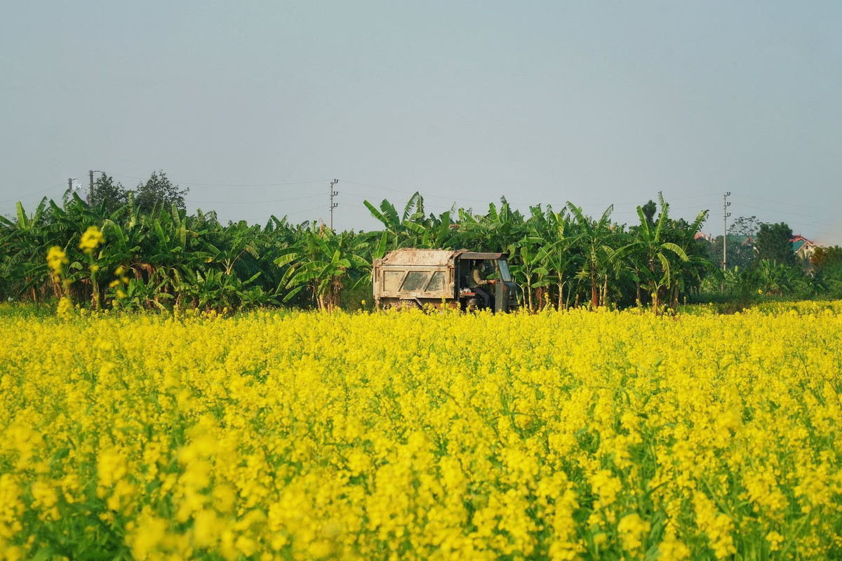 Không chỉ ngắm cảnh, tận hưởng sắc hoa, du khách còn có thể kết hợp chuyến đi với foodtour Hà Nội ngay trong ngày hoặc ghé thăm các điểm nổi tiếng gần đó như chùa Bút Tháp hay chùa Phật Tích ở Bắc Ninh. Hành trình ngắn nhưng đa trải nghiệm này đem lại sự cân bằng thú vị giữa thiên nhiên, ẩm thực và văn hoá vùng Kinh Bắc. Ảnh Tuyên Parafu