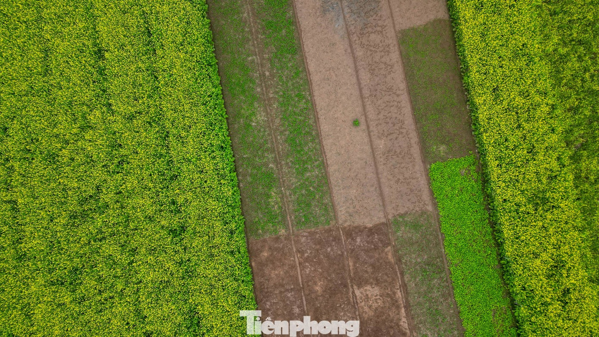 Mùa hoa cải thường kéo dài từ khoảng tháng 11 – 12, đôi khi xuất hiện trở lại vào đầu xuân (tháng 2 – 3). Vì thời gian ngắn, nhiều người tranh thủ “săn hoa” ngay khi có cơ hội. Việc di chuyển chỉ mất hơn 30 phút từ Hà Nội bằng xe máy hoặc ô tô, càng khiến địa điểm này trở thành “điểm đến vàng” của mùa đông. Ảnh Báo Tiền Phong