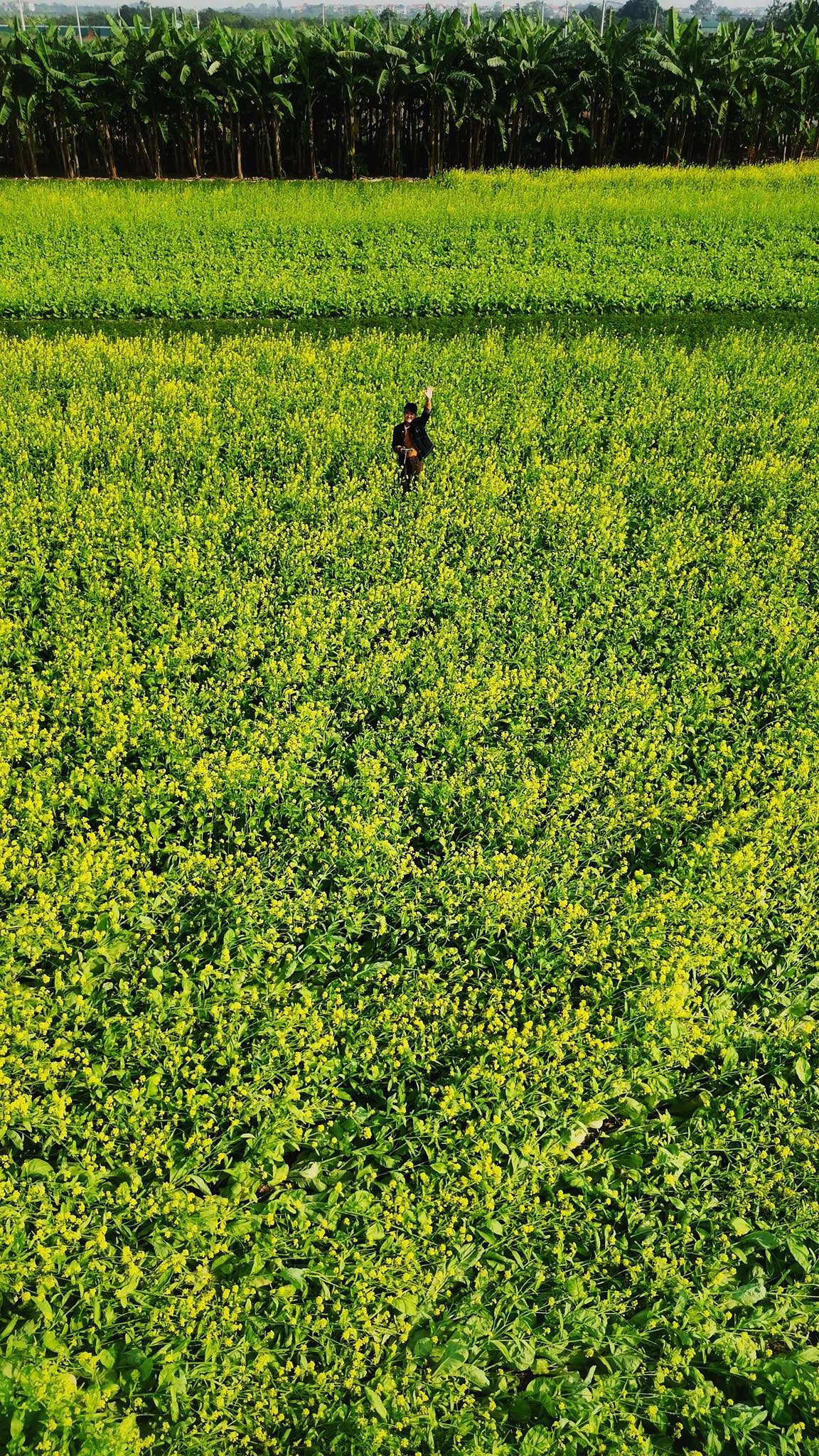 Những luống cải được người dân vun trồng ngay ngắn, trải dài dọc bờ sông, tạo nên bức tranh đồng quê thơ mộng mà hiếm nơi vùng ven Hà Nội sánh được. Ảnh Tuyên Parafu