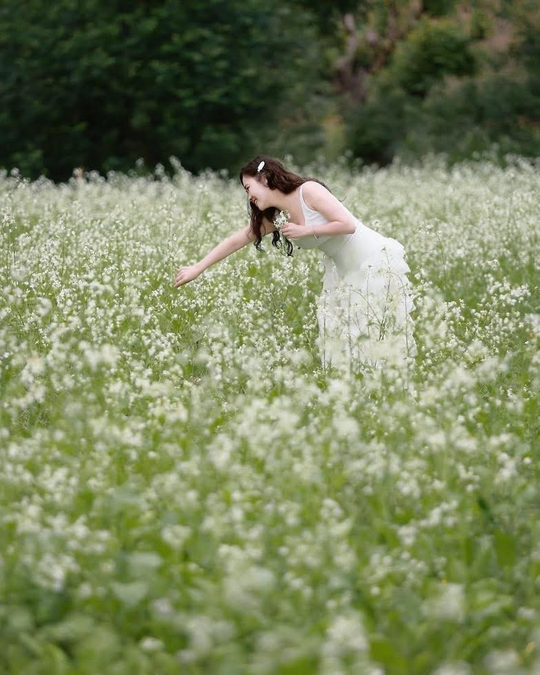 Når man kommer til Moc Chau denne sesongen, kan man i tillegg til å beundre rapsblomstene kombinere et besøk til furuskogen i Ban Ang, nyte lilla klebrig risyoghurt, utforske en melkegård eller besøke etniske minoritetslandsbyer for å føle livets pust i høylandet. Den kjølige luften, den milde duften av blomster og det fredelige rommet gjør reisen mer avslappende og enkel. Foto av Nam Leu Long