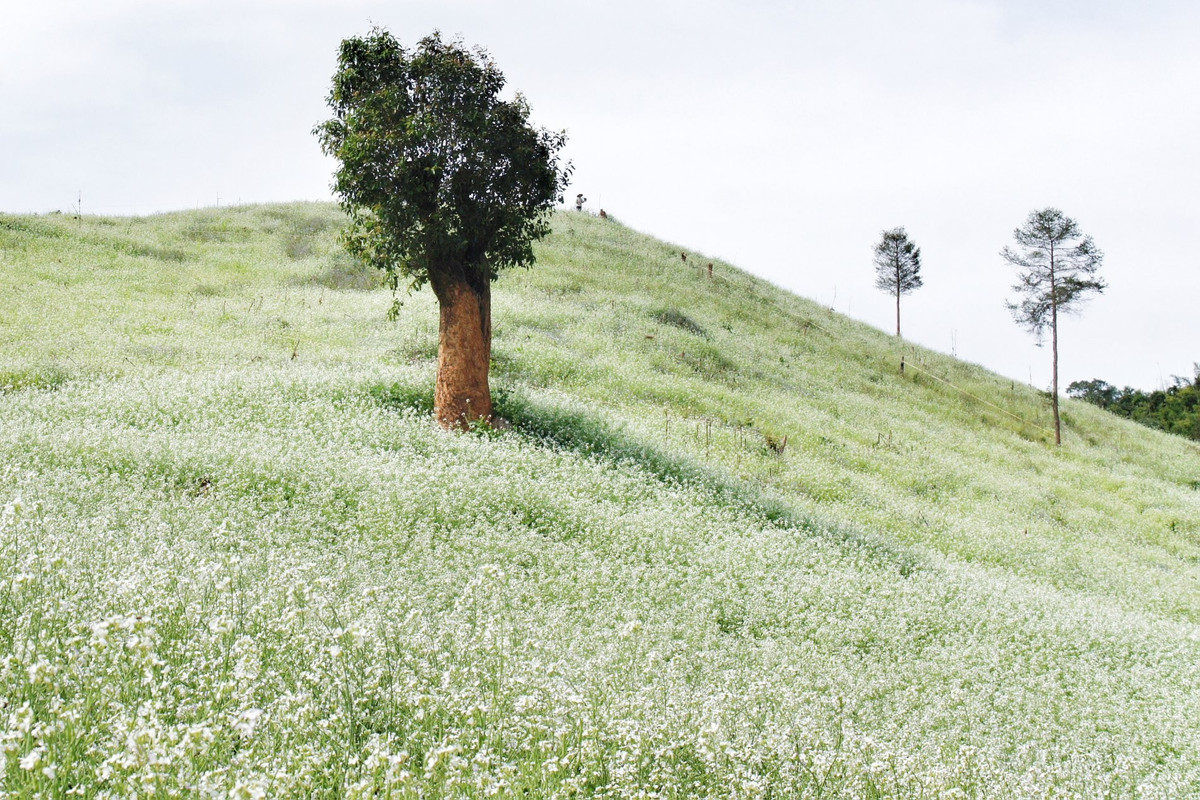 Samtidig går plommeblomster, kirsebærblomster, rosehager og fruktrike appelsinhager inn i sin vakreste sesong, noe som gjør vinterbildet av vidda enda mer levende. Foto dulichluhanh