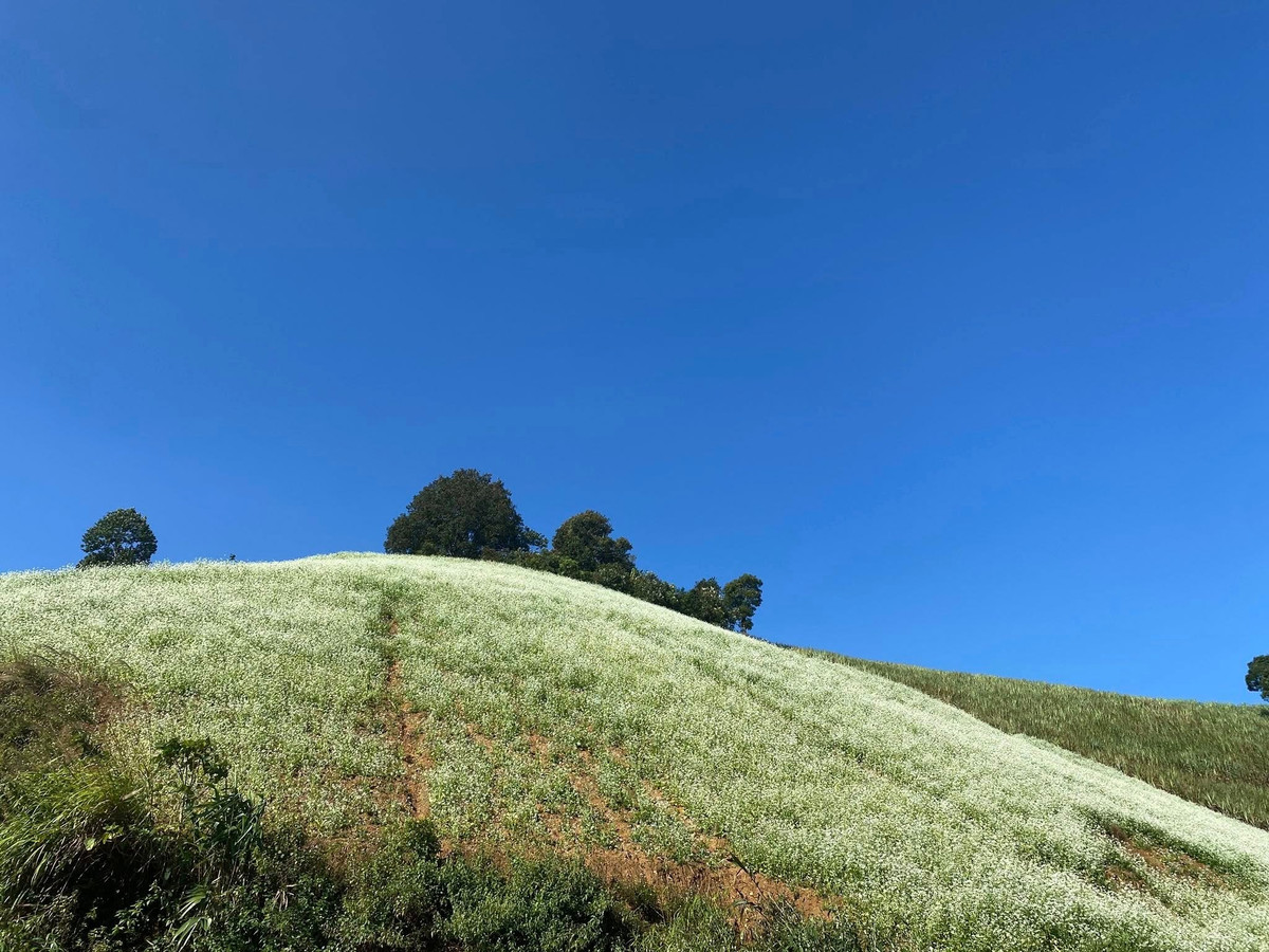 Rapsblomster finnes overalt, men de mest berømte er Na Ka-dalen, Chieng Son-kommunen, Muong Sang-kommunen, Ang-landsbyens furuskog eller Dong Sang-kommuneområdet. Foto: dulichluhanh