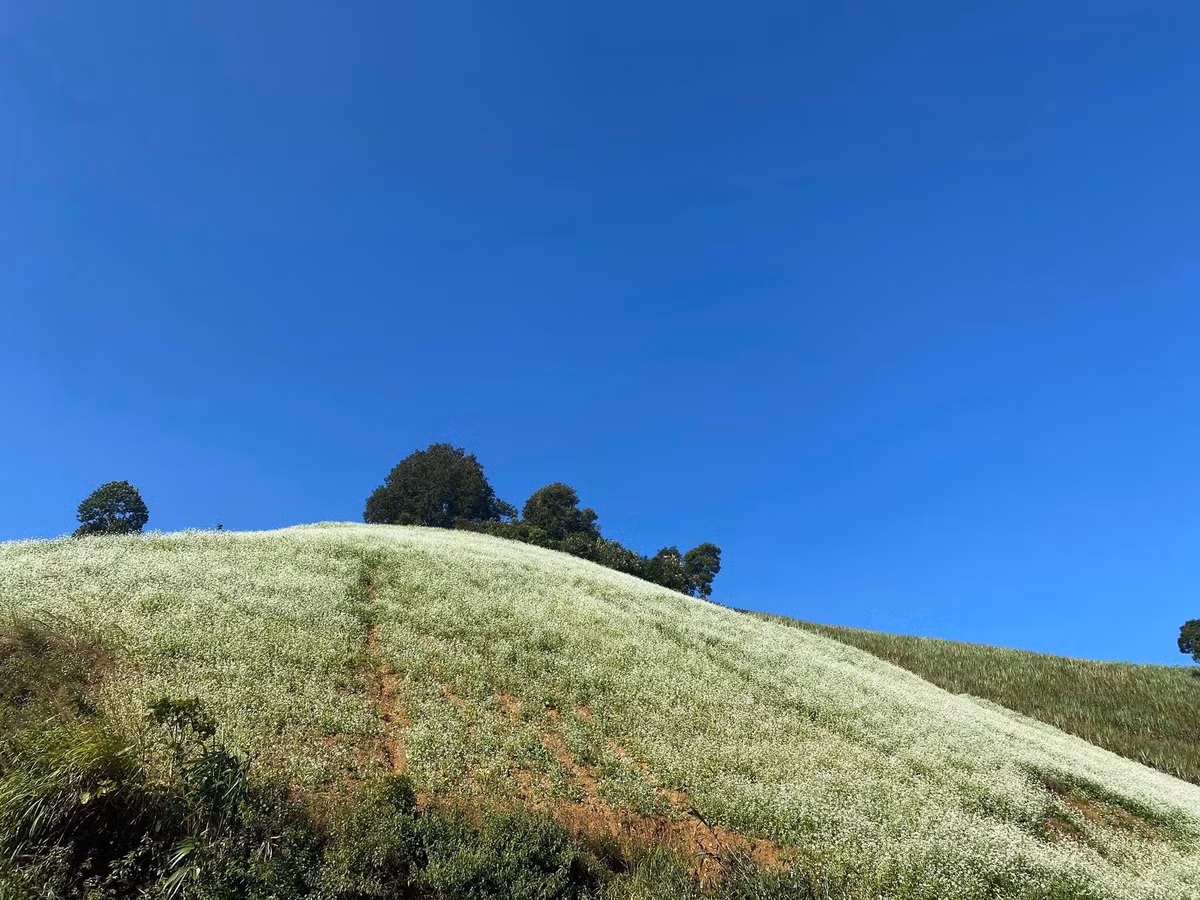 Hoa cải hiện diện ở khắp nơi, nhưng nổi tiếng nhất phải kể đến thung lũng Nà Ka, xã Chiềng Sơn, xã Mường Sang, rừng thông bản Áng hay khu vực xã Đông Sang. Ảnh dulichluhanh