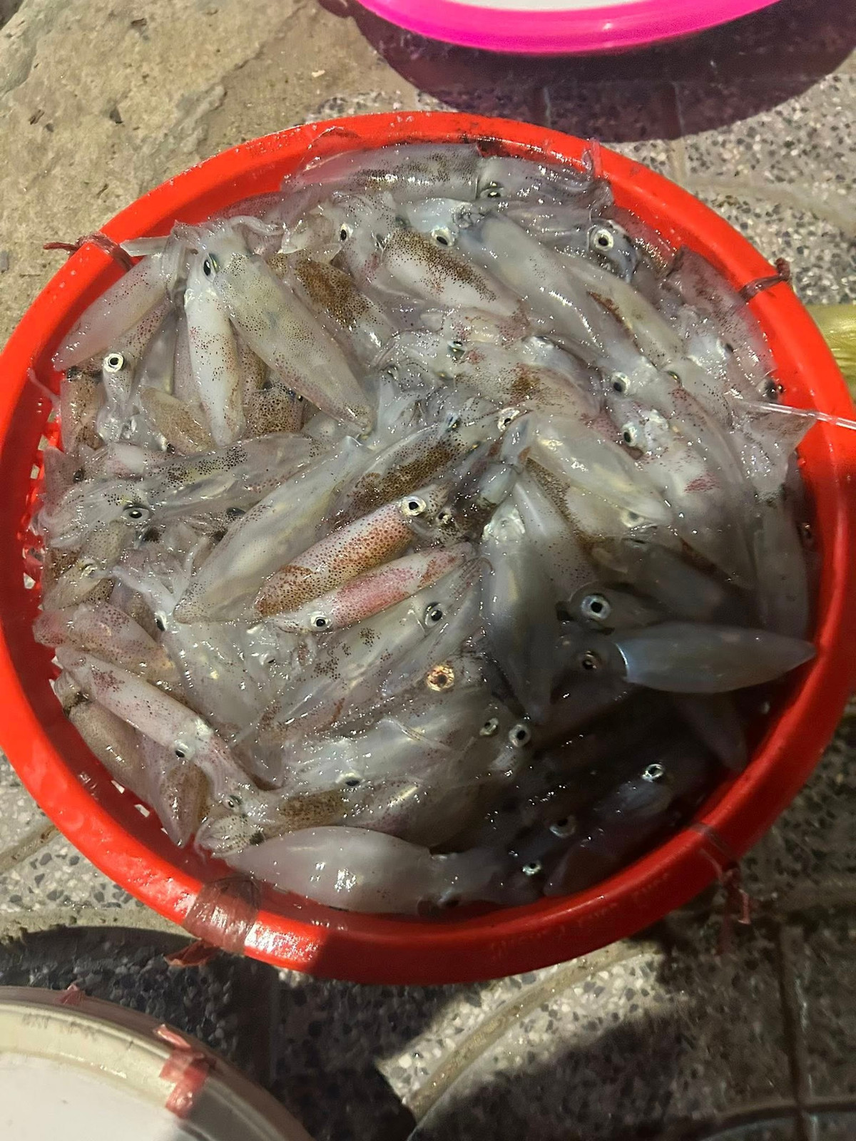 Với nhiều người, trải nghiệm đáng nhớ nhất không chỉ là ăn mực, mà là khoảnh khắc đứng giữa chợ đêm, dưới ánh đèn pin chập chờn, tự tay chọn từng con mực còn “nháy” và hòa mình vào nhịp sống biển cả. Ảnh Nghệ An News