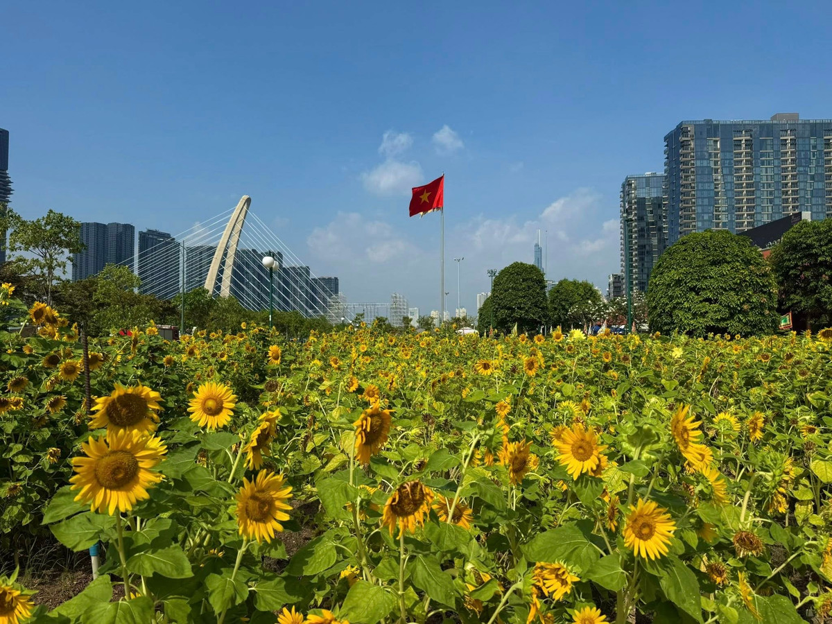 Theo chia sẻ của nhiều du khách, thời điểm sáng sớm hoặc chiều muộn là lúc đẹp nhất để ghé thăm. Ánh nắng chiếu xiên qua những bông hoa, tạo ra những tấm ảnh rực rỡ, mềm mại và đậm chất thơ. Nhiều người chủ động chuẩn bị trang phục, phụ kiện, thậm chí lên kế hoạch chụp hình từ trước để không bỏ lỡ khoảnh khắc đẹp nhất của vườn hoa. Ảnh Saigoncityview