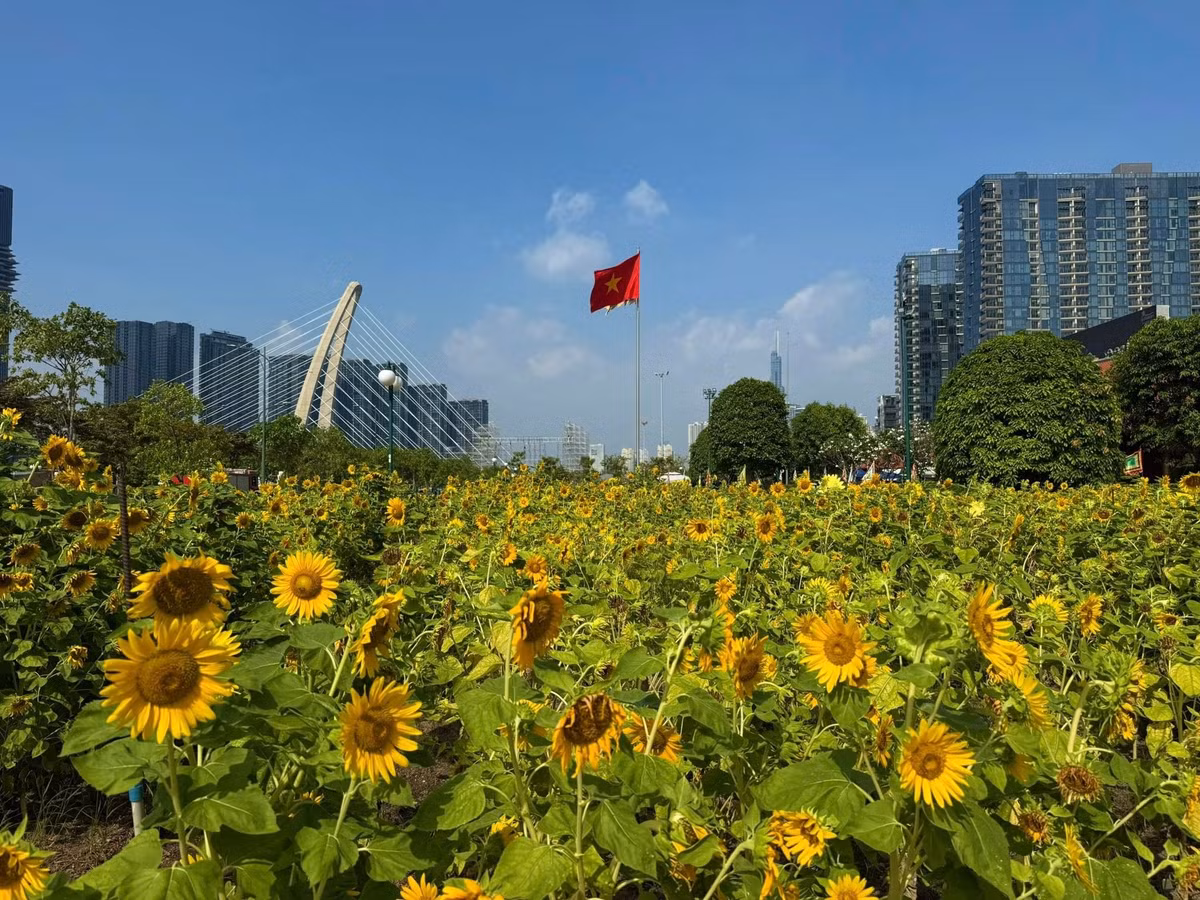 Theo chia sẻ của nhiều du khách, thời điểm sáng sớm hoặc chiều muộn là lúc đẹp nhất để ghé thăm. Ánh nắng chiếu xiên qua những bông hoa, tạo ra những tấm ảnh rực rỡ, mềm mại và đậm chất thơ. Nhiều người chủ động chuẩn bị trang phục, phụ kiện, thậm chí lên kế hoạch chụp hình từ trước để không bỏ lỡ khoảnh khắc đẹp nhất của vườn hoa. Ảnh Saigoncityview