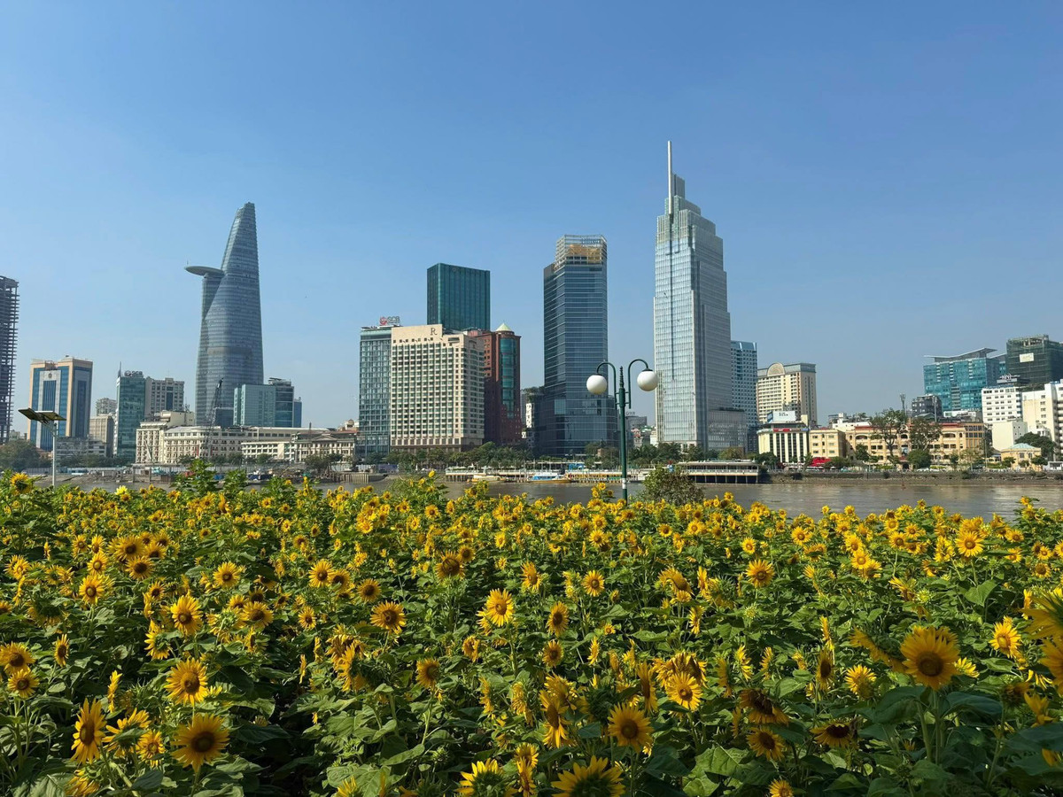 Bên cạnh đó, vườn hoa còn trở thành điểm hẹn lý tưởng cho các gia đình và nhóm bạn. Các em nhỏ thích thú chạy nhảy giữa những luống hoa, trong khi người lớn tận hưởng không gian thư giãn, trò chuyện và chụp những bức ảnh lưu niệm. Chính sự đa dạng về trải nghiệm đã khiến vườn hoa hướng dương ven sông Sài Gòn trở thành một điểm đến “vừa vui vừa đẹp” trong những ngày đầu năm mới. Ảnh Saigoncityview