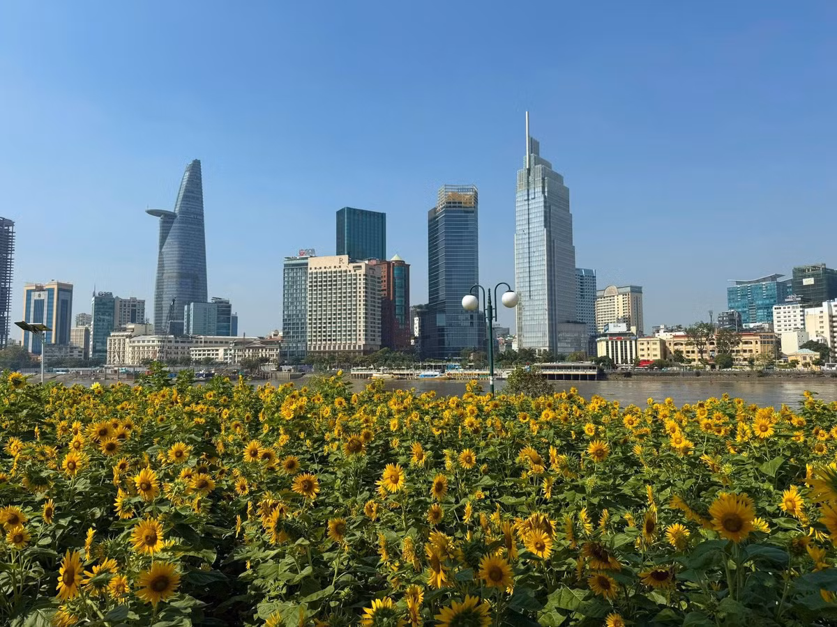 Bên cạnh đó, vườn hoa còn trở thành điểm hẹn lý tưởng cho các gia đình và nhóm bạn. Các em nhỏ thích thú chạy nhảy giữa những luống hoa, trong khi người lớn tận hưởng không gian thư giãn, trò chuyện và chụp những bức ảnh lưu niệm. Chính sự đa dạng về trải nghiệm đã khiến vườn hoa hướng dương ven sông Sài Gòn trở thành một điểm đến “vừa vui vừa đẹp” trong những ngày đầu năm mới. Ảnh Saigoncityview