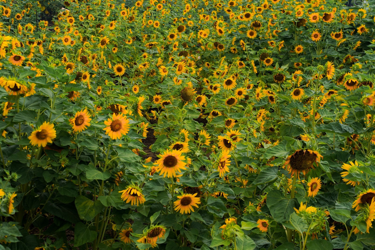 Vườn hoa hướng dương ven sông Sài Gòn nhanh chóng trở thành “tâm điểm” đầu năm, đặc biệt thu hút các bạn trẻ yêu thích nhiếp ảnh và những ai muốn lưu giữ khoảnh khắc đầu năm tràn đầy năng lượng. Ảnh Mai Đi và Báo