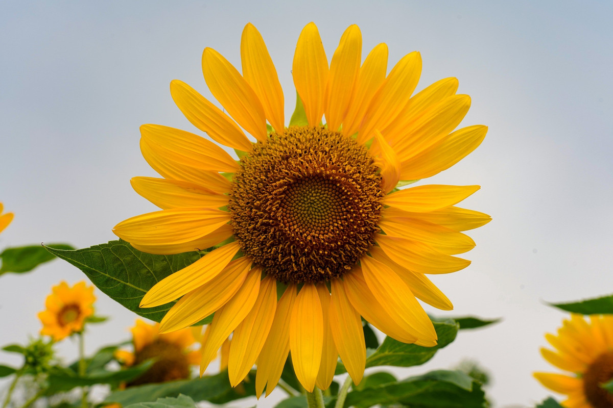 Cảm giác đứng giữa cánh đồng hoa vàng rực, phóng tầm mắt ra dòng sông Sài Gòn lấp lánh trong ánh nắng, khiến nhiều người vừa bình yên vừa tràn đầy năng lượng. Ảnh Mai Đi và Báo