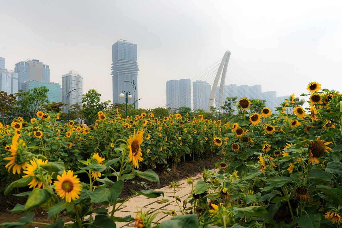 Điểm đặc biệt của vườn hoa hướng dương là cách bố trí trải dài dọc công viên ven sông, gần bến buýt đường sông, bao quanh bởi các tòa nhà cao tầng hiện đại. Sự kết hợp hài hòa giữa thiên nhiên, sông nước và nhịp sống đô thị khiến nơi đây vừa thơ mộng vừa năng động. Không gian mở, thoáng đãng và tràn ngập ánh sáng còn giúp du khách cảm nhận bầu không khí trong lành giữa lòng TP HCM nhộn nhịp. Ảnh Mai Đi và Báo