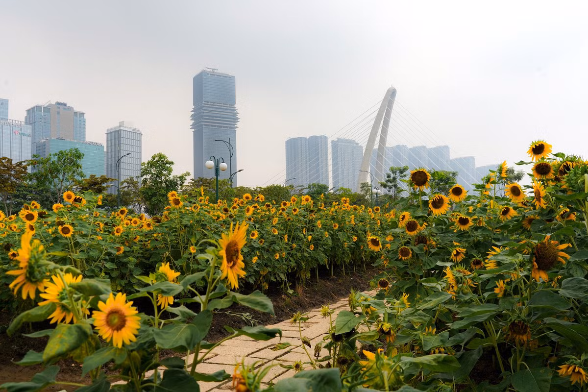 Điểm đặc biệt của vườn hoa hướng dương là cách bố trí trải dài dọc công viên ven sông, gần bến buýt đường sông, bao quanh bởi các tòa nhà cao tầng hiện đại. Sự kết hợp hài hòa giữa thiên nhiên, sông nước và nhịp sống đô thị khiến nơi đây vừa thơ mộng vừa năng động. Không gian mở, thoáng đãng và tràn ngập ánh sáng còn giúp du khách cảm nhận bầu không khí trong lành giữa lòng TP HCM nhộn nhịp. Ảnh Mai Đi và Báo