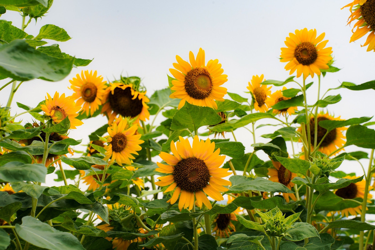 Ngoài việc chụp ảnh, vườn hoa còn là nơi để du khách thư giãn, tận hưởng những phút giây yên bình sau những ngày làm việc bận rộn. Nhiều người chọn ghé thăm vườn hoa để đi dạo, ngồi bên bờ sông nhâm nhi cà phê, cảm nhận nhịp sống chậm rãi hiếm có giữa trung tâm thành phố. Ảnh Mai Đi và Báo