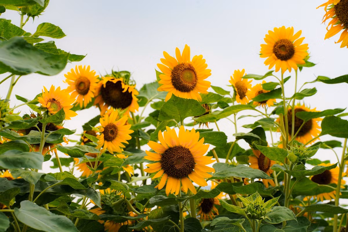 Ngoài việc chụp ảnh, vườn hoa còn là nơi để du khách thư giãn, tận hưởng những phút giây yên bình sau những ngày làm việc bận rộn. Nhiều người chọn ghé thăm vườn hoa để đi dạo, ngồi bên bờ sông nhâm nhi cà phê, cảm nhận nhịp sống chậm rãi hiếm có giữa trung tâm thành phố. Ảnh Mai Đi và Báo