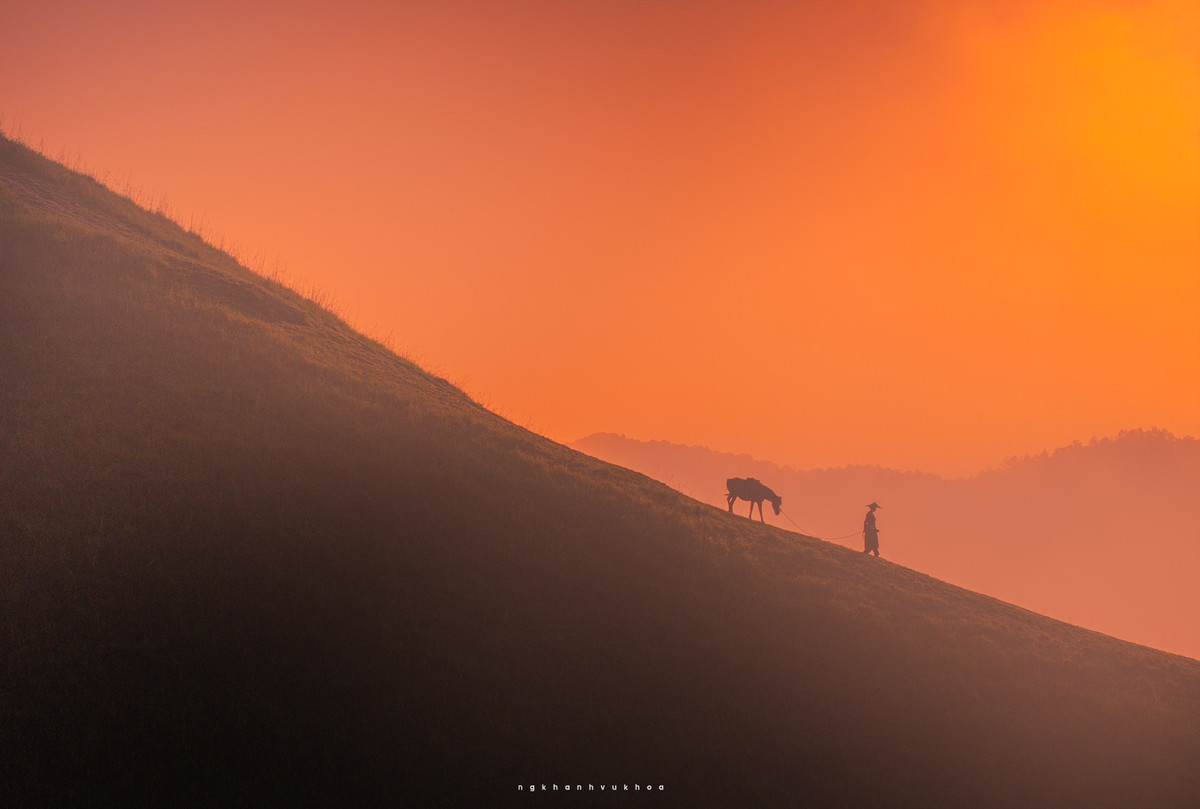 Buổi sáng, khi sương còn giăng mờ trên triền đồi, từng giọt sương long lanh trên ngọn cỏ tạo nên khung cảnh mơ màng tựa tranh thủy mặc. Ảnh Nguyễn Khánh Vũ Khoa