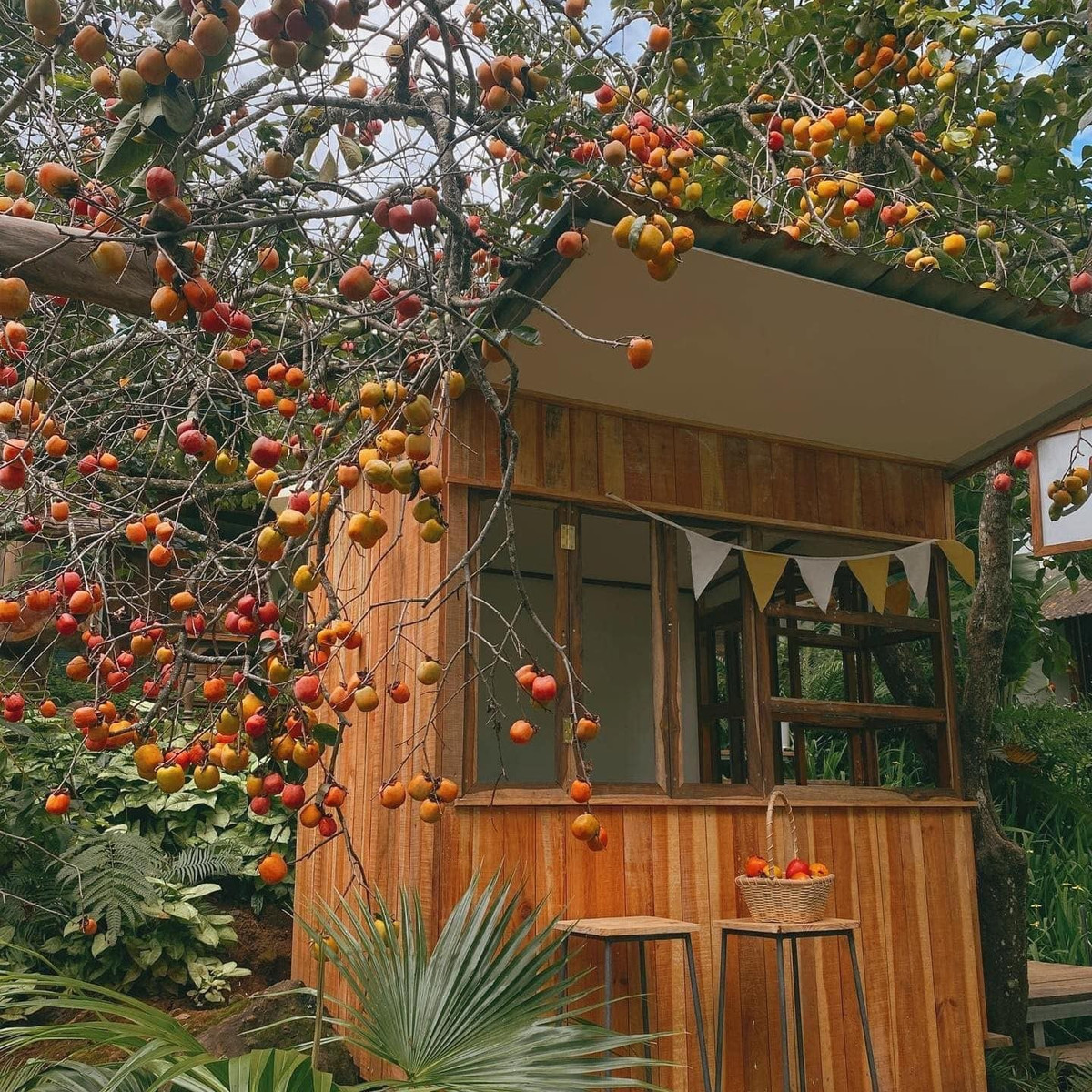 View - 'Săn' mùa hồng Đà Lạt, chọn tour nào hợp túi tiền? | Báo Tri thức và Cuộc sống - TIN TỨC PHỔ BIẾN KIẾN THỨC 24H