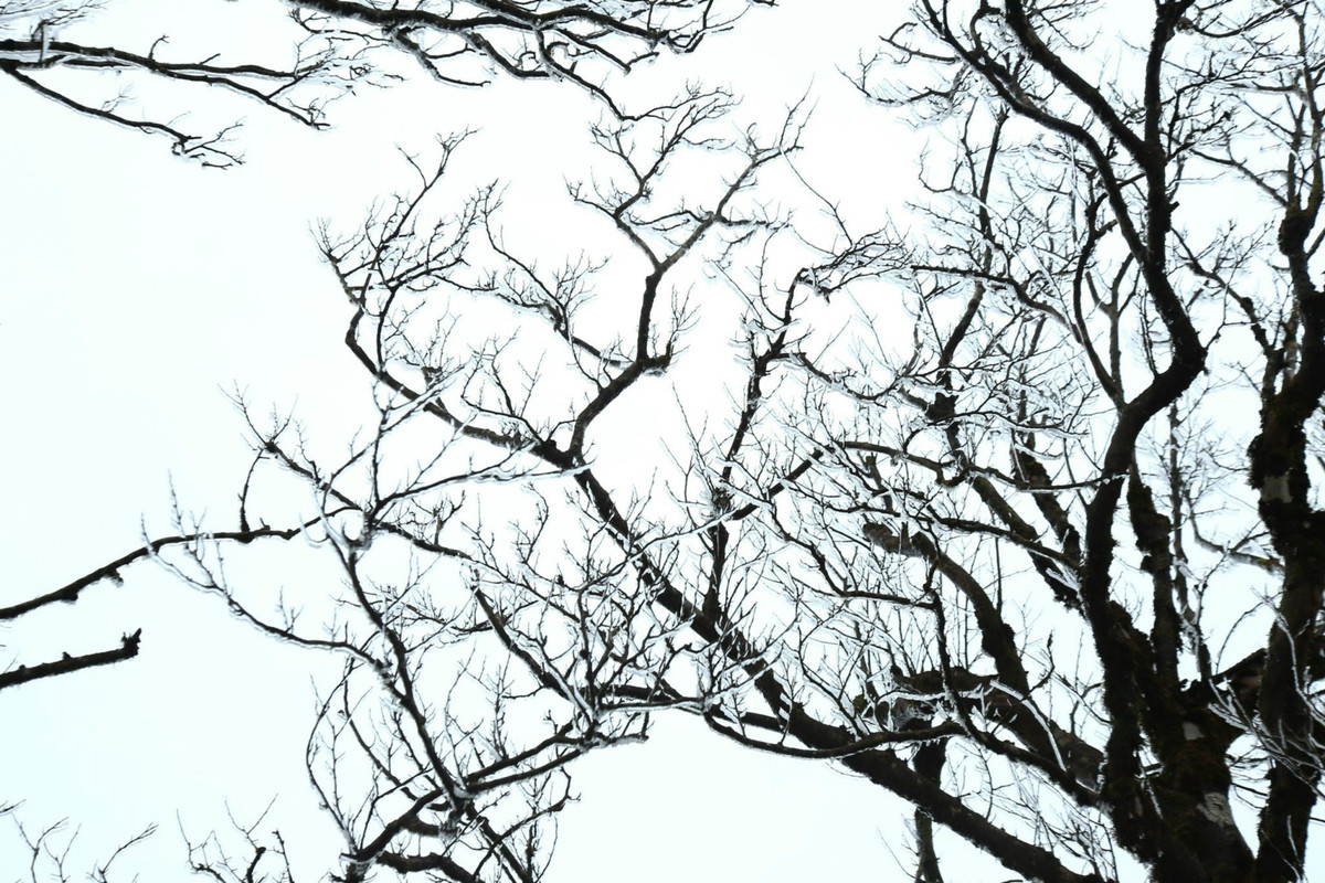 Trưa 6/1, khi nhiệt độ trên đỉnh Phia Oắc giảm sâu, mưa nhỏ kèm gió lạnh đã khiến băng giá bắt đầu hình thành. Được biết, từ khoảng 8 giờ sáng, khi nền nhiệt xuống khoảng âm 0,5 độ C, lớp băng mỏng đã bám chặt lên các cành cây, ngọn cỏ và bụi cây ven đường. Càng về trưa, gió thổi mạnh hơn khiến băng đóng dày, tạo nên khung cảnh trắng xóa, lấp lánh giữa núi rừng. Ảnh Kolia Organic Farm