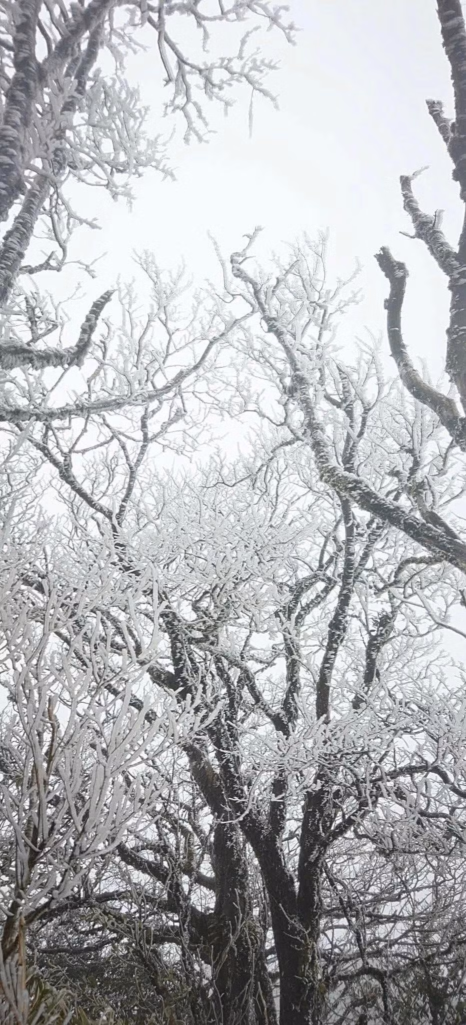 Không chỉ mang giá trị về mặt khí tượng, Phia Oắc còn là điểm đến hấp dẫn với du khách yêu thiên nhiên, trekking và săn ảnh. Ảnh Hoa Hà