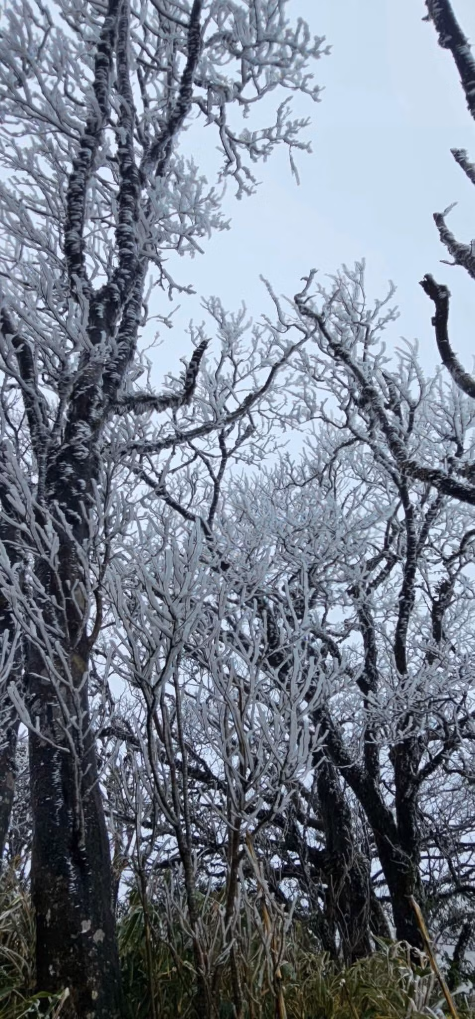Vào mùa đông, khi băng giá xuất hiện, cảnh sắc nơi đây càng trở nên khác biệt so với phần lớn các điểm du lịch miền núi phía Bắc, tạo sức hút đặc biệt với giới trẻ và nhiếp ảnh gia. Ảnh Hoa Hà