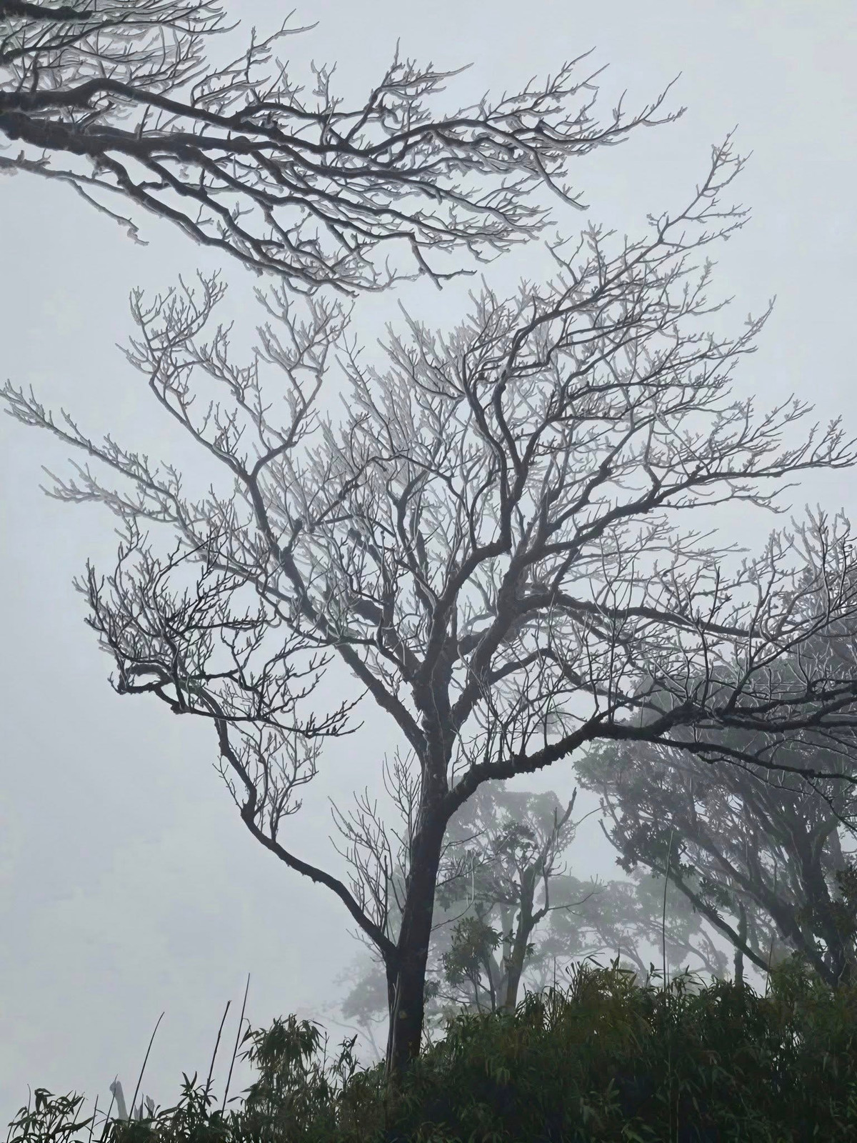 Những hình ảnh được người dân và du khách ghi lại cho thấy từng nhành cây như được khoác lên lớp áo pha lê, phản chiếu ánh sáng trong màn sương mờ, mang đến vẻ đẹp vừa hoang sơ, vừa huyền ảo. Đây được xem là lần đầu tiên hiện tượng băng giá xuất hiện trên đỉnh Phia Oắc kể từ đầu mùa đông năm nay. Ảnh Hoa Hà