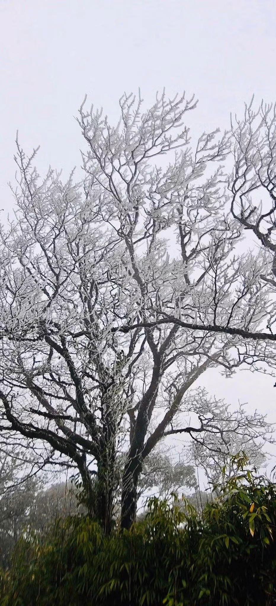 Hiện tượng kỳ thú đầu tiên trong mùa đông 2026 tại Cao Bằng. Ảnh Kolia Organic Farm