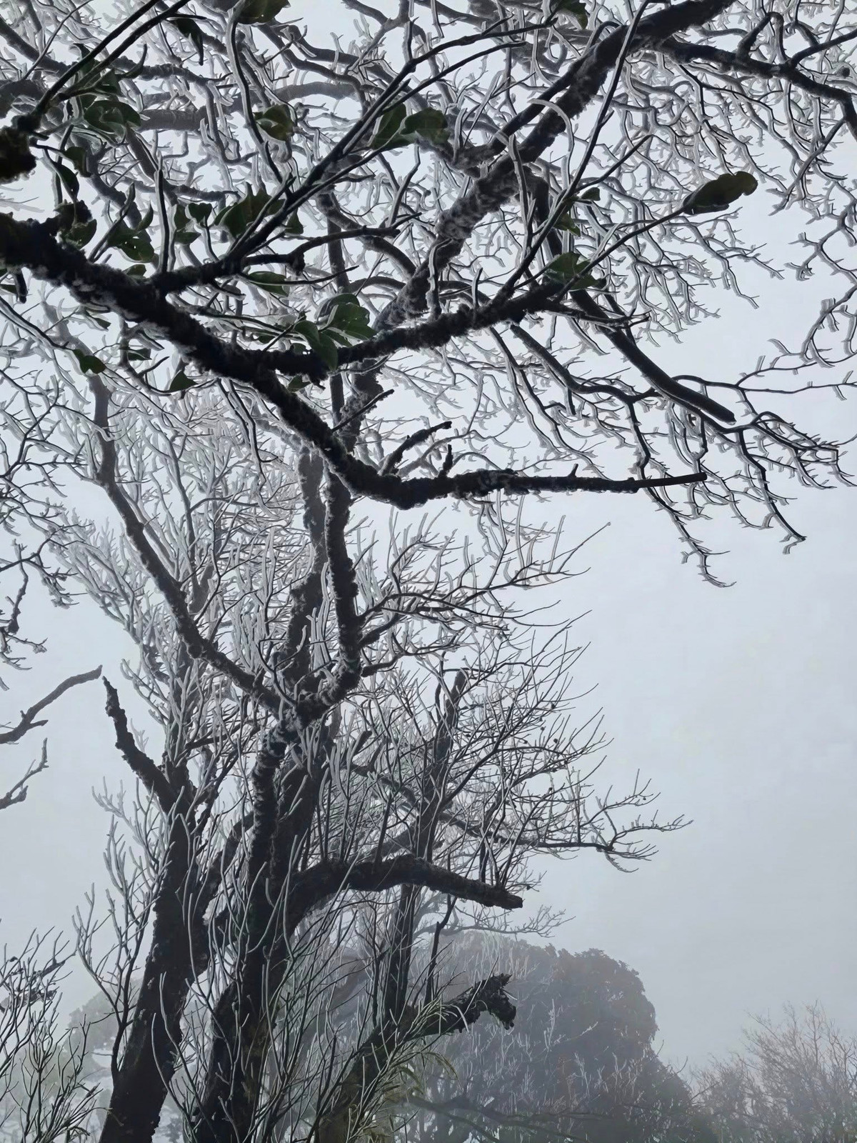 Phia Oắc nằm ở độ cao 1.931 m so với mực nước biển, được ví như “nóc nhà” phía Tây của tỉnh Cao Bằng. Ảnh Hoa Hà