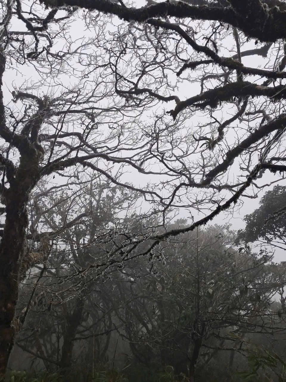 Theo Trung tâm Dự báo Khí tượng Thủy văn Quốc gia, trong đợt không khí lạnh hiện nay, nhiều khu vực núi cao phía Bắc như Fansipan, Y Tý (Lào Cai), Mẫu Sơn (Lạng Sơn) và Phia Oắc (Cao Bằng) tiếp tục có nguy cơ xuất hiện băng giá, sương muối trong những ngày tới.Ảnh Hoa Hà