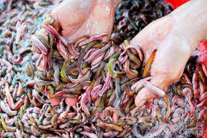 Thế nhưng, trái ngược với vẻ ngoài, rươi lại được giới ẩm thực đánh giá cao nhờ hương vị rất riêng: vị béo tự nhiên, ngọt thanh, không ngấy, mang theo hương phù sa của vùng đất trũng ven sông. Ảnh Internet