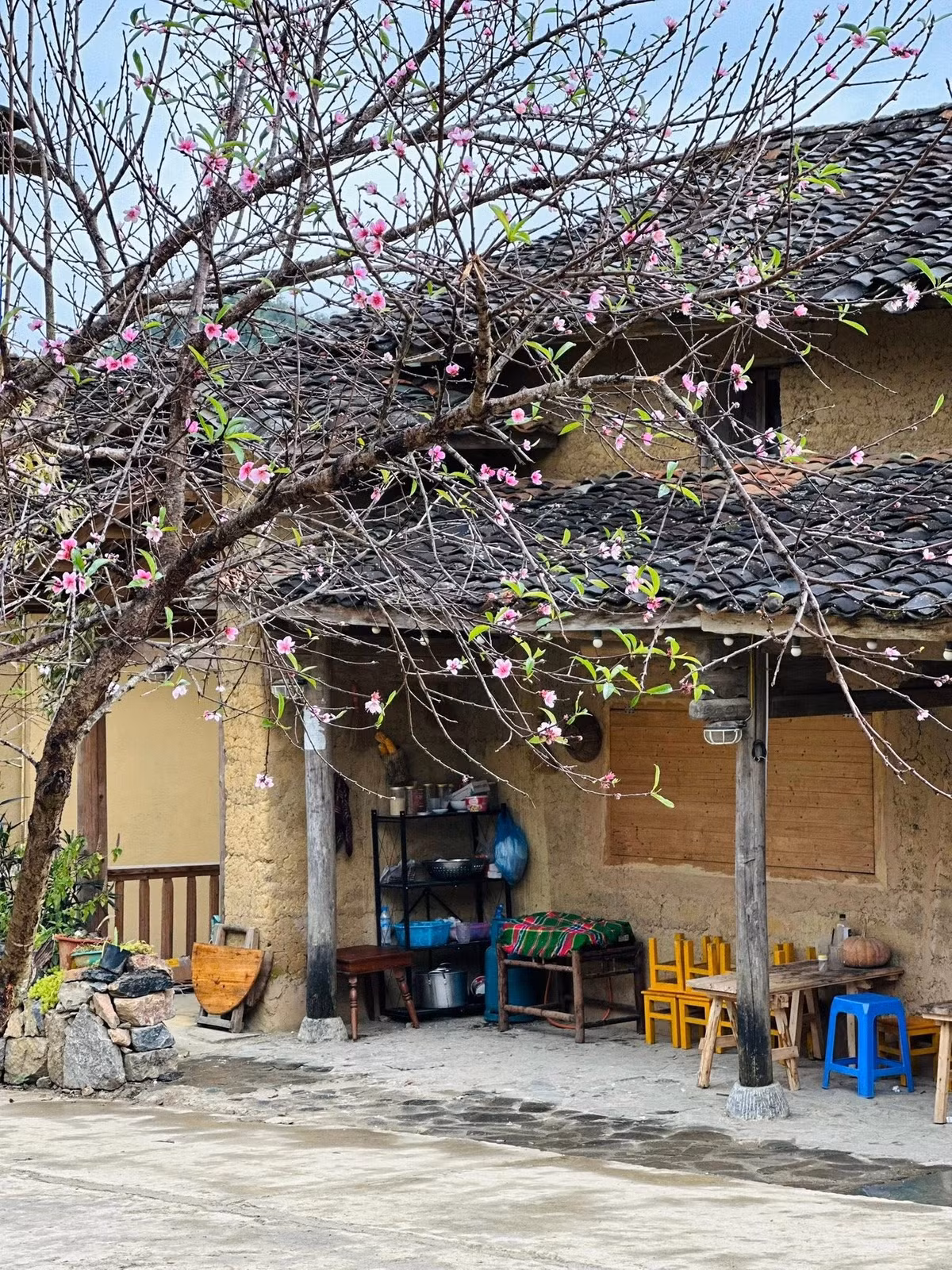 Thông thường, mùa hoa đào ở Lô Lô Chải chỉ bắt đầu từ tháng 3, nhưng năm nay, hoa nở sớm hơn gần một tháng. Ảnh Hà Giang Tour