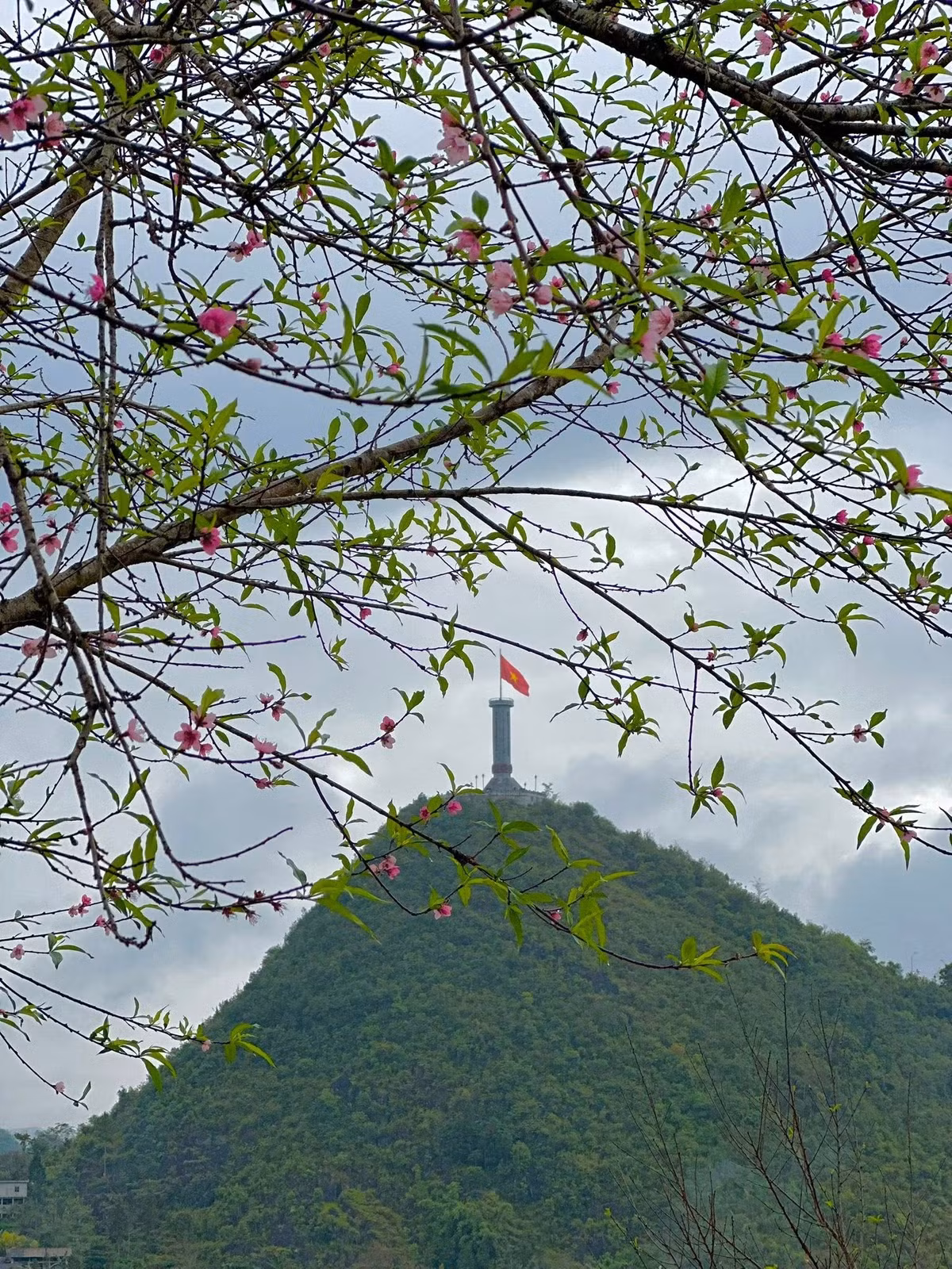 Đầu tháng 11, khi cao nguyên đá Đồng Văn (Tuyên Quang) mới bước vào mùa tam giác mạch, thì tại làng Lô Lô Chải – Làng du lịch tốt nhất thế giới 2025, những cánh hoa đào đã bất ngờ bung nở. Ảnh Hà Giang Tour