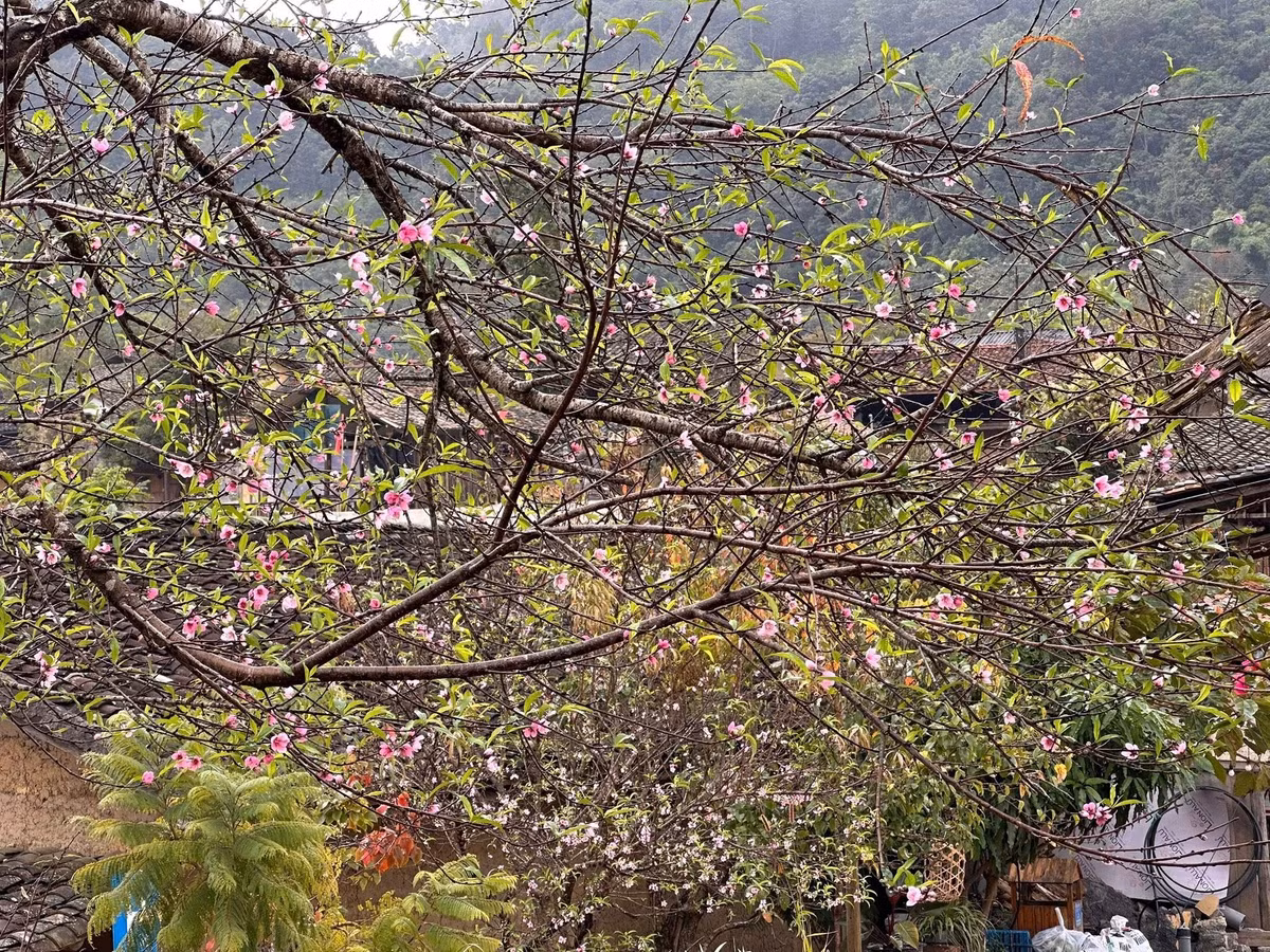 Sắc hồng e ấp của đào chen giữa những triền tam giác mạch phớt hồng, tạo nên bức tranh thiên nhiên rực rỡ, khiến du khách ngỡ ngàng như lạc vào một mùa xuân ghé sớm. Ảnh Hà Giang Tour