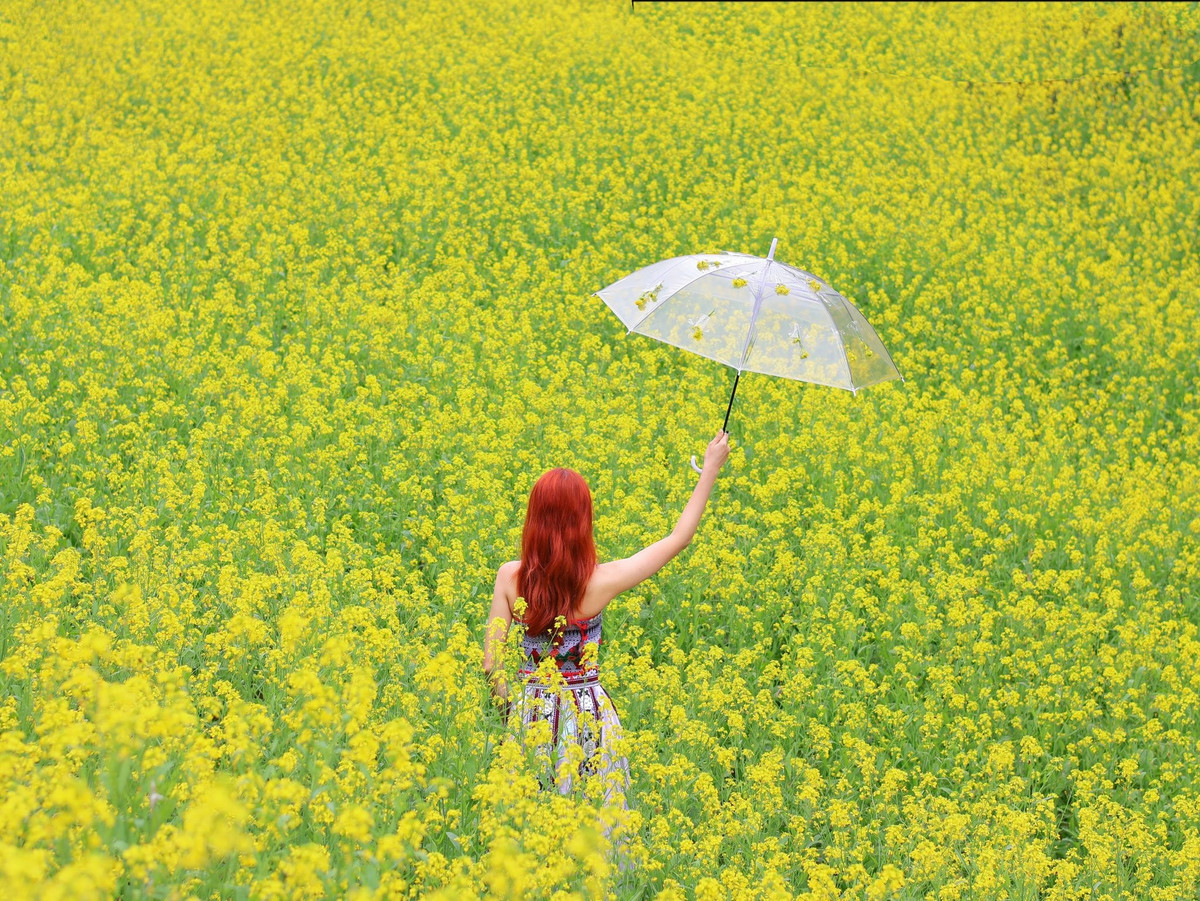 Từng thảm hoa trải dài, đan xen giữa những phiến đá xám đen đặc trưng của địa hình núi cao, tạo nên bức tranh thiên nhiên hài hòa giữa sắc vàng ấm áp và gam màu trầm mặc của đá núi. Ảnh Thu Ngoác