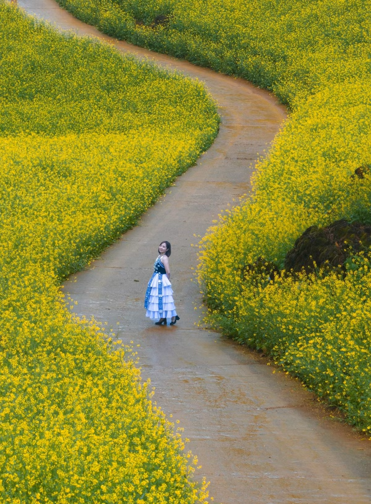 Khác với những cánh đồng cải bằng phẳng ở vùng đồng bằng, hoa cải Suối Giàng nở trên triền dốc, uốn lượn theo địa hình, lúc ẩn lúc hiện trong làn sương mỏng. Ảnh Vua Ăn Mày