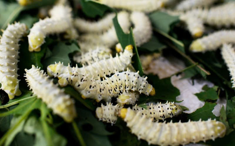 Theo người dân địa phương, tằm sắn được nuôi hoàn toàn để làm thực phẩm, không phải để lấy tơ. Chúng chỉ ăn lá sắn sạch, không nhiễm thuốc bảo vệ thực vật. Chỉ cần ăn phải lá có hóa chất, tằm có thể chết hàng loạt. Vì vậy, các hộ nuôi thường phải tự trồng sắn, chăm đất kỹ lưỡng, nói không với thuốc trừ sâu. Chính điều này khiến tằm sắn được xem là nguồn thực phẩm “xanh”, mang tính bền vững và an toàn. Ảnh Thanh Hường