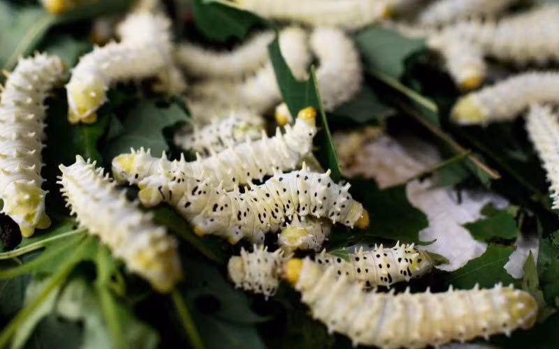 Theo người dân địa phương, tằm sắn được nuôi hoàn toàn để làm thực phẩm, không phải để lấy tơ. Chúng chỉ ăn lá sắn sạch, không nhiễm thuốc bảo vệ thực vật. Chỉ cần ăn phải lá có hóa chất, tằm có thể chết hàng loạt. Vì vậy, các hộ nuôi thường phải tự trồng sắn, chăm đất kỹ lưỡng, nói không với thuốc trừ sâu. Chính điều này khiến tằm sắn được xem là nguồn thực phẩm “xanh”, mang tính bền vững và an toàn. Ảnh Thanh Hường