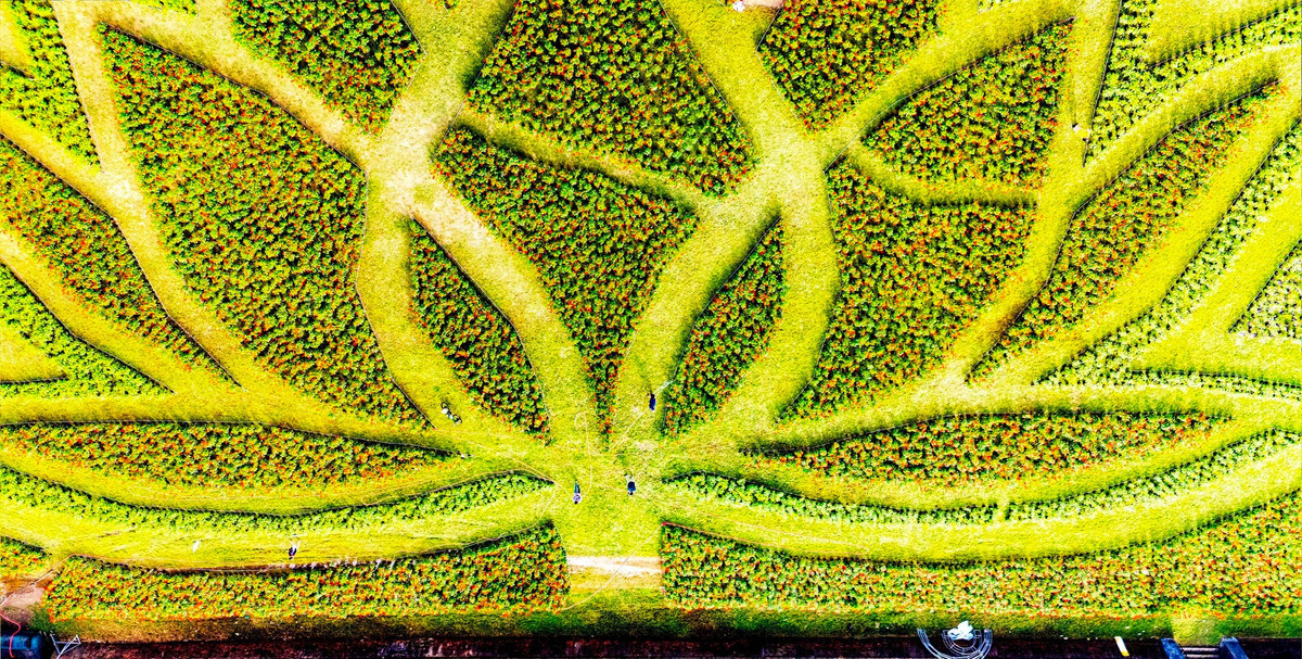 Nhiều du khách cho rằng, việc đưa các công trình hoa quy mô lớn vào không gian di sản đã mang lại trải nghiệm mới mẻ, vừa tôn vinh giá trị văn hóa, vừa tạo sức hút cho du lịch dịp đầu năm. Hình ảnh đóa sen – biểu tượng của sự thanh khiết và cao quý – xuất hiện giữa Kinh thành Huế càng làm nổi bật nét đẹp truyền thống trong không khí Tết. Ảnh Hoàng Phước