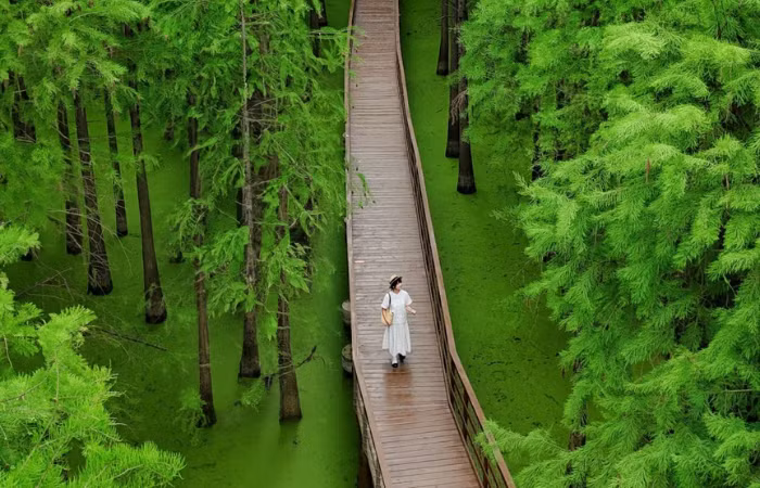 Cách trung tâm Hàng Châu khoảng 40 km, hồ Thanh Sơn (青山湖 – Qingshan Lake) nằm ở quận Lâm An, nổi bật với màu nước xanh mát phủ bèo tấm và rừng cây thủy sinh mọc giữa hồ, được du khách ưu ái gọi là “hồ matcha của Hàng Châu”. Ảnh Otrip