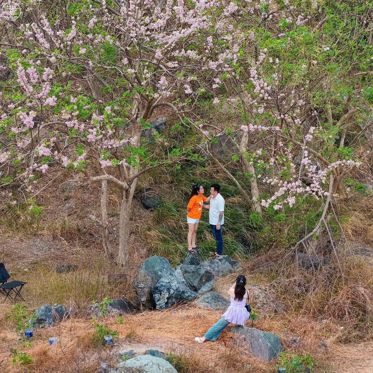 Được biết, loài hoa này thường được ví như “anh đào nhiệt đới” bởi sắc hoa nhẹ nhàng, nở rộ vào đầu xuân và chỉ kéo dài trong thời gian ngắn. Chính yếu tố “mỗi năm chỉ nở một lần” khiến mùa đỗ mai luôn được mong chờ. Ảnh Fanpage Ăn chơi Vũng Tàu