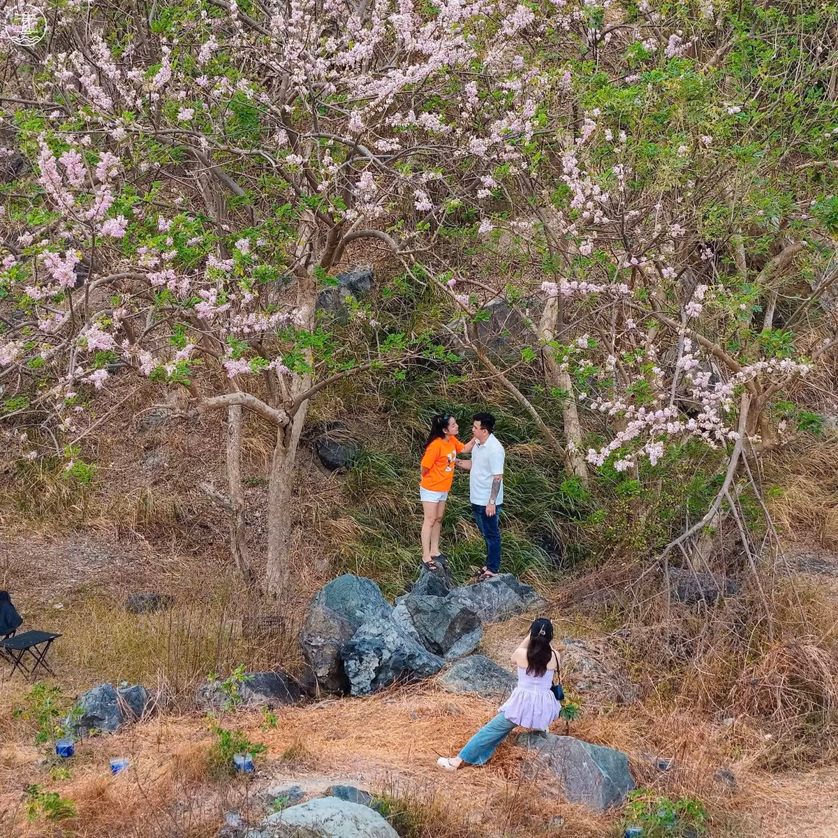 Được biết, loài hoa này thường được ví như “anh đào nhiệt đới” bởi sắc hoa nhẹ nhàng, nở rộ vào đầu xuân và chỉ kéo dài trong thời gian ngắn. Chính yếu tố “mỗi năm chỉ nở một lần” khiến mùa đỗ mai luôn được mong chờ. Ảnh Fanpage Ăn chơi Vũng Tàu