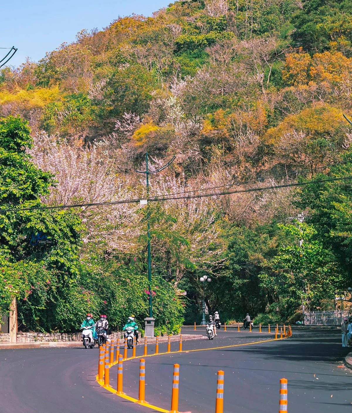 Sắc hồng phớt nổi bật giữa nền trời xanh trong và mặt biển xa xa, tạo nên khung cảnh vừa khoáng đạt vừa nên thơ, khiến nhiều người không khỏi liên tưởng đến những thước phim mùa xuân. Ảnh Vietnam.vn